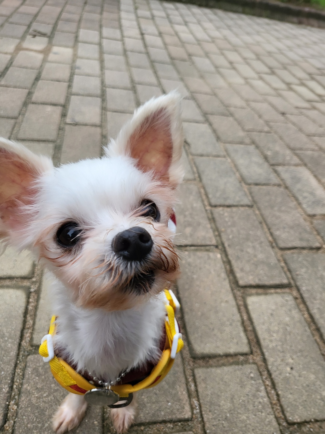 아산구조견 오슬이