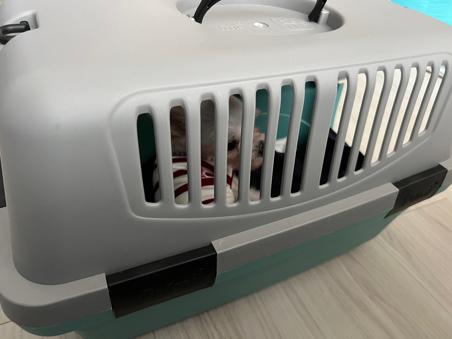 아산구조견 오슬이