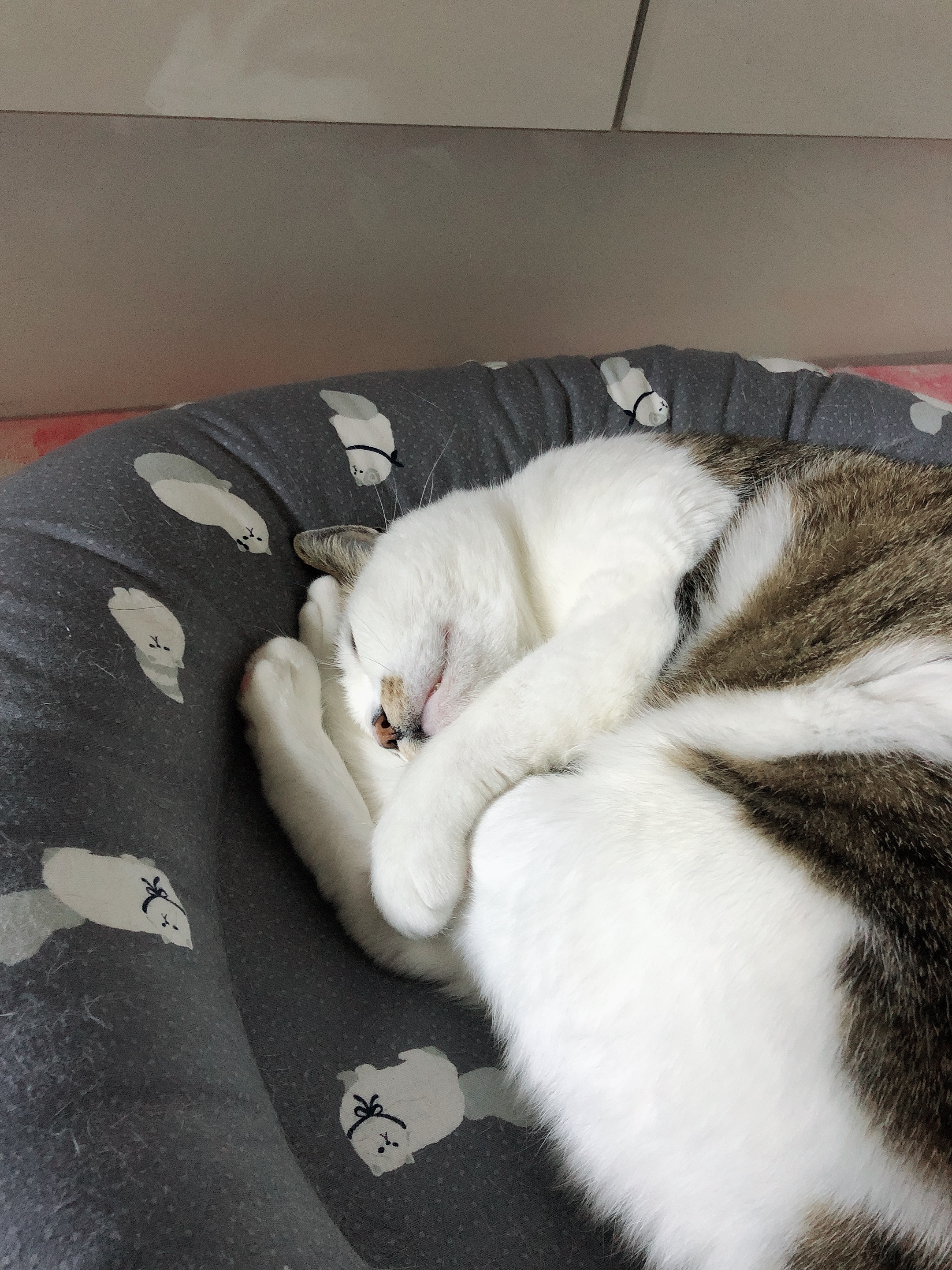 호박이(마리모) 입양 후기 여덞번째~