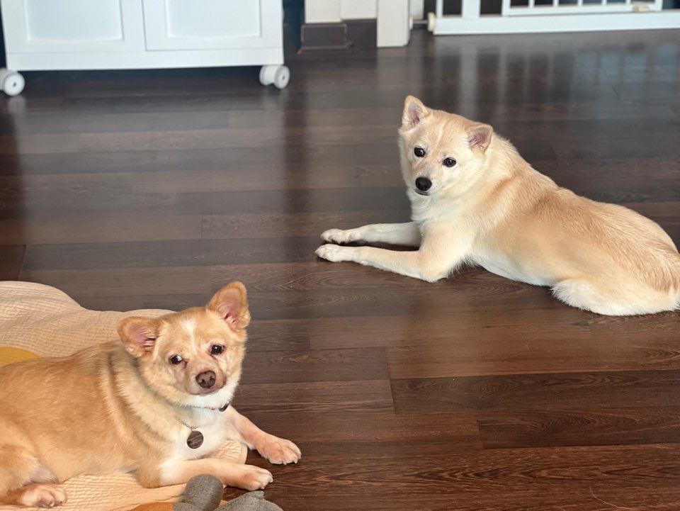 가람이 임보 1주일차입니다 