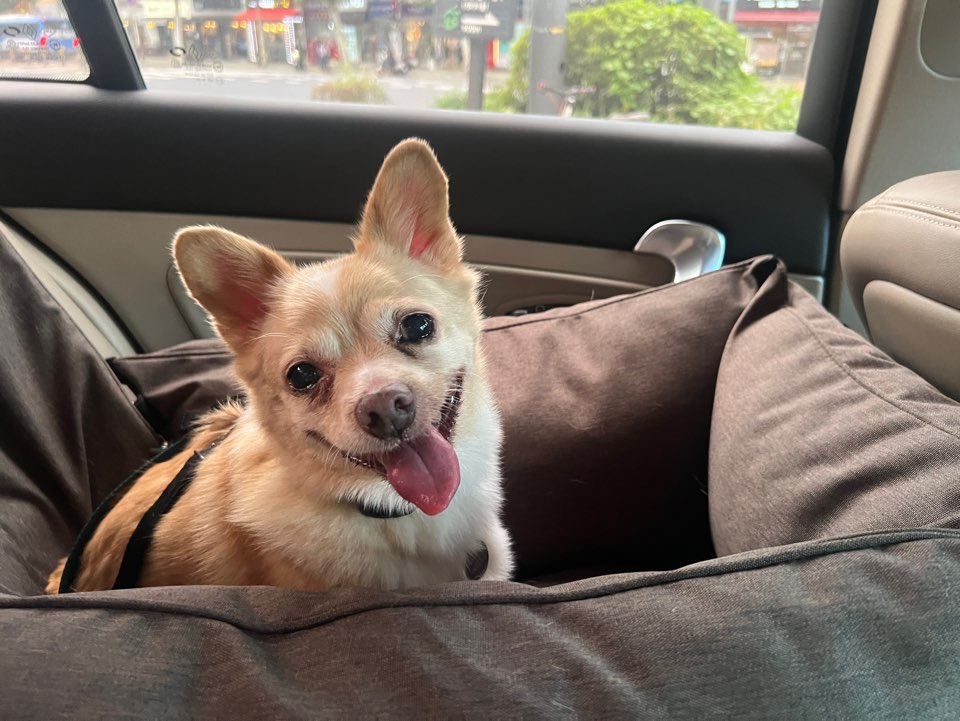 가람이 임보 1주일차입니다 