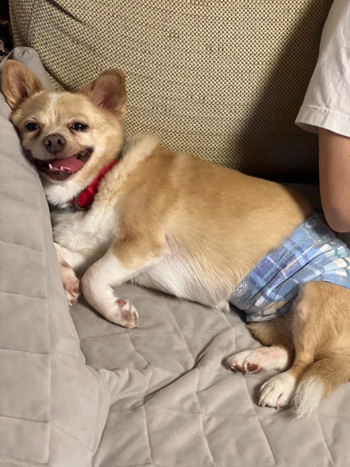 가람이 임보 1주일차입니다 