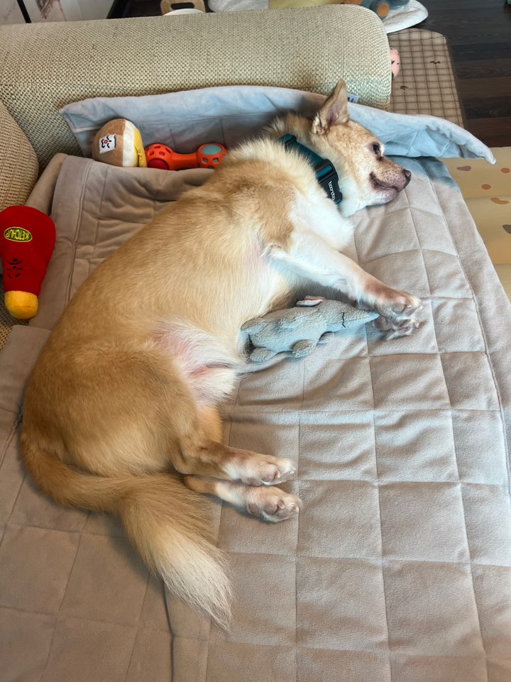 가람이 임보 1주일차입니다 