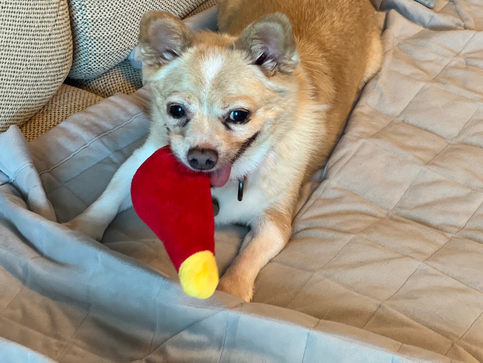 가람이 임보 1주일차입니다 