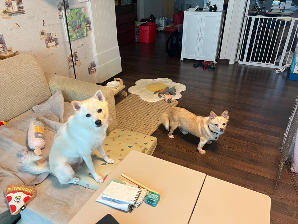 가람이 임보 1주일차입니다 