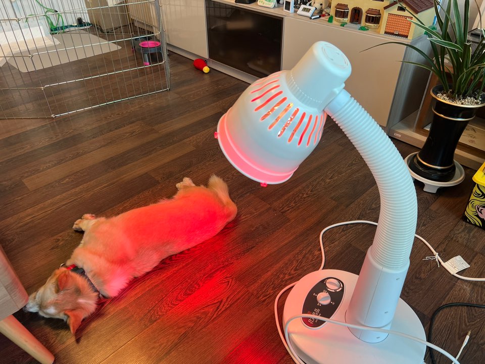 가람이 임보 1주일차입니다 