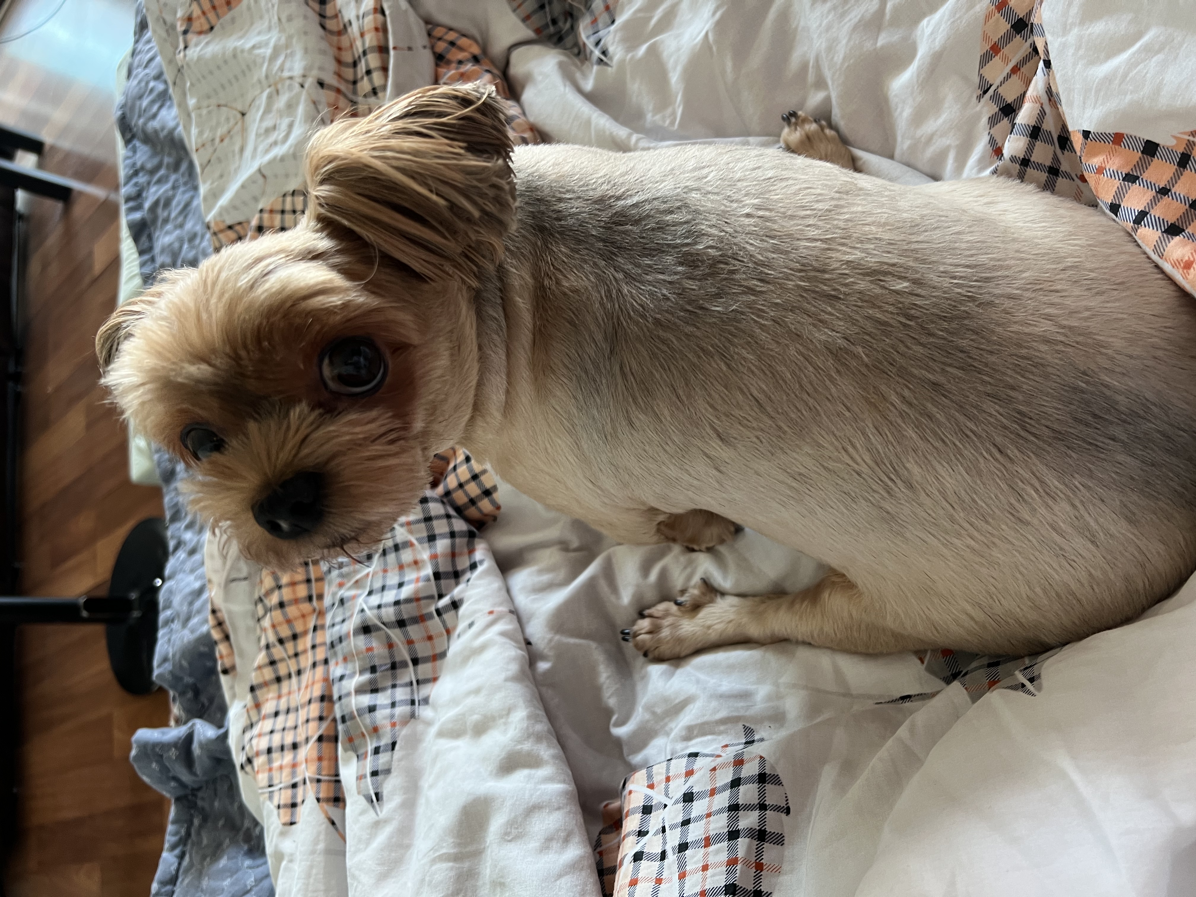 오랜만에 새별이 인사해요