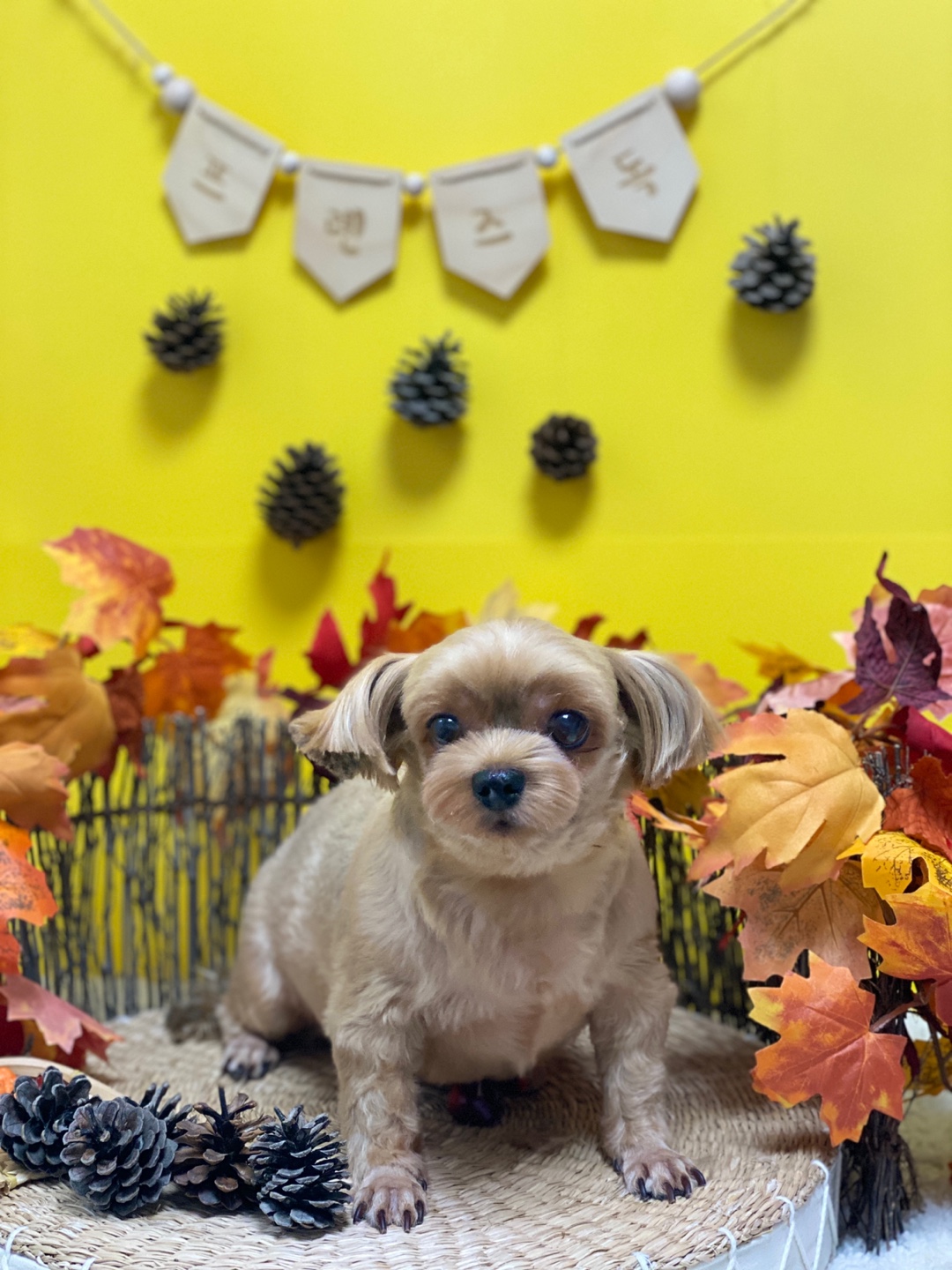 오랜만에 새별이 인사해요