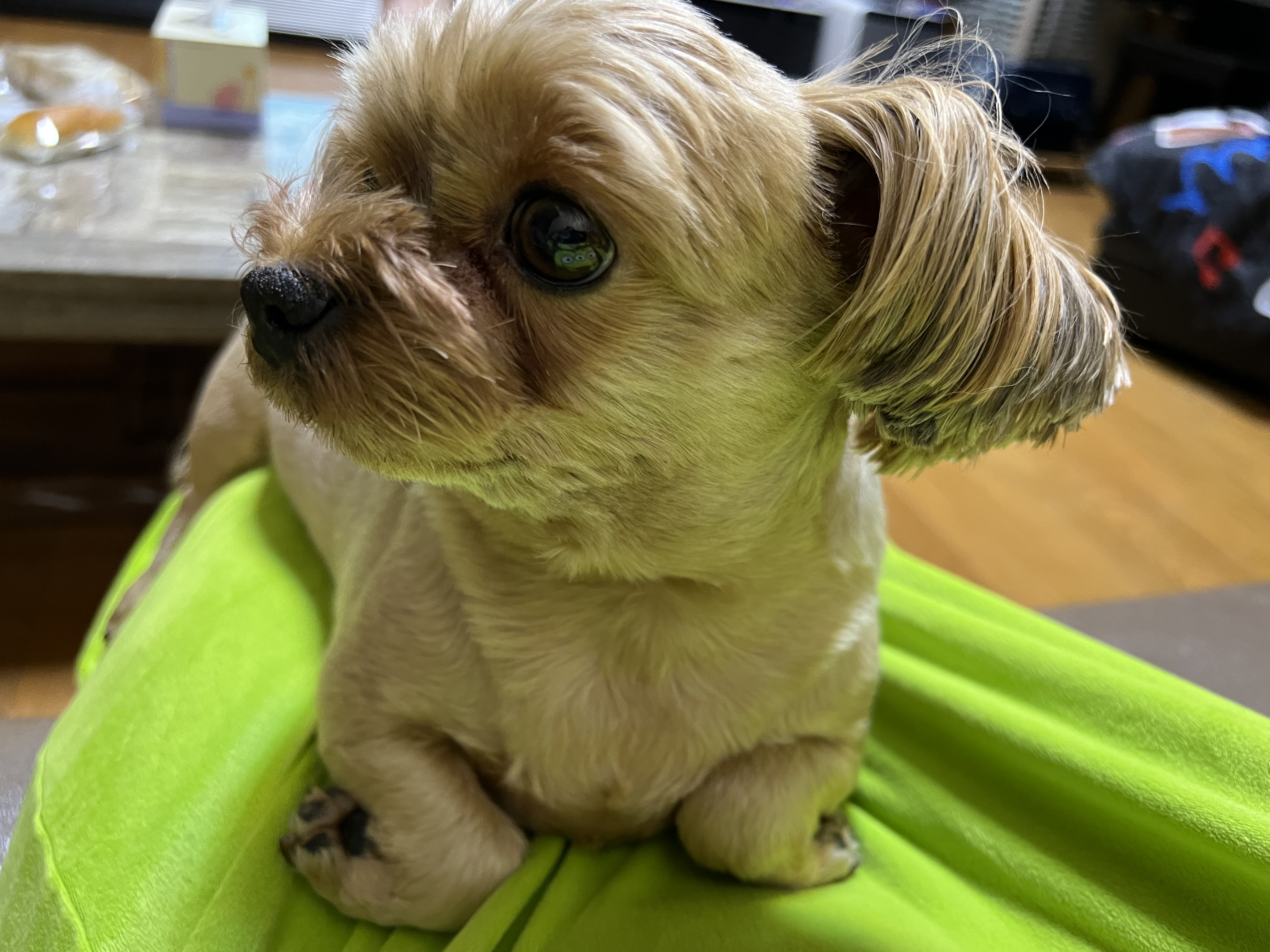 오랜만에 새별이 인사해요