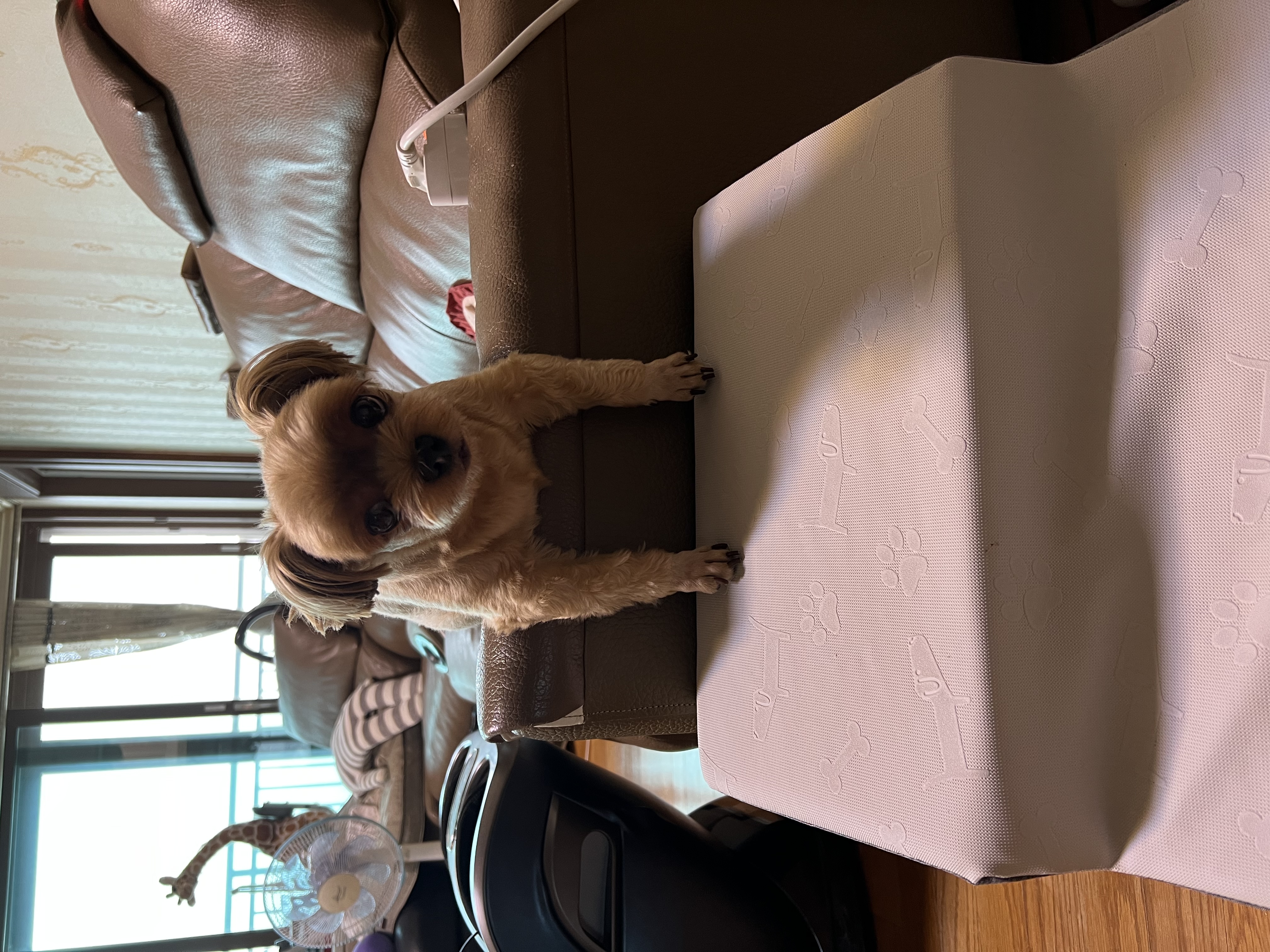 오랜만에 새별이 인사해요