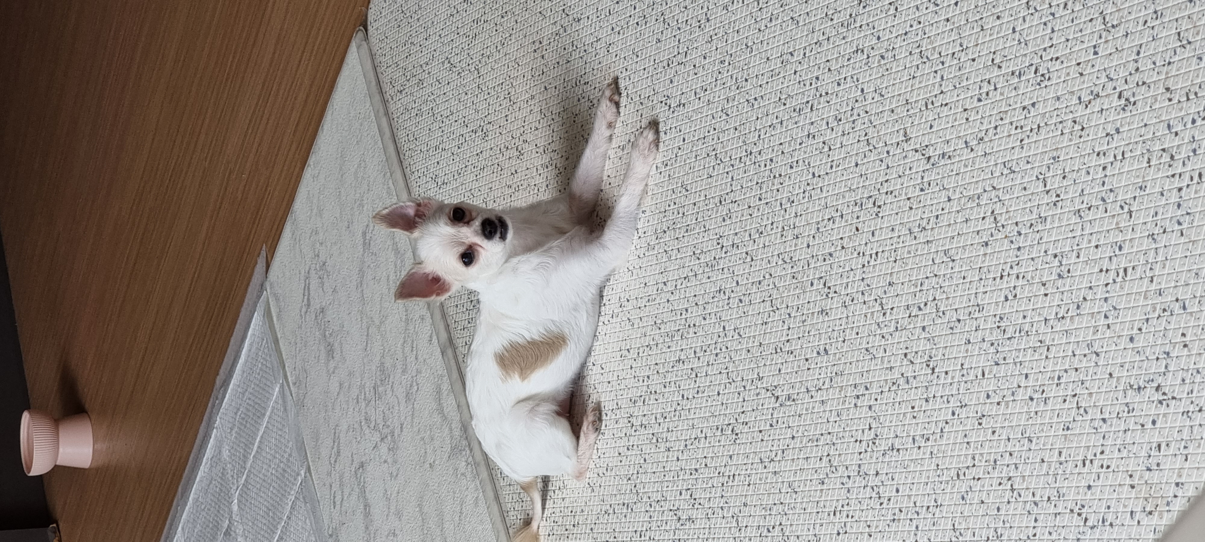 (올리) 한 달 됐어요