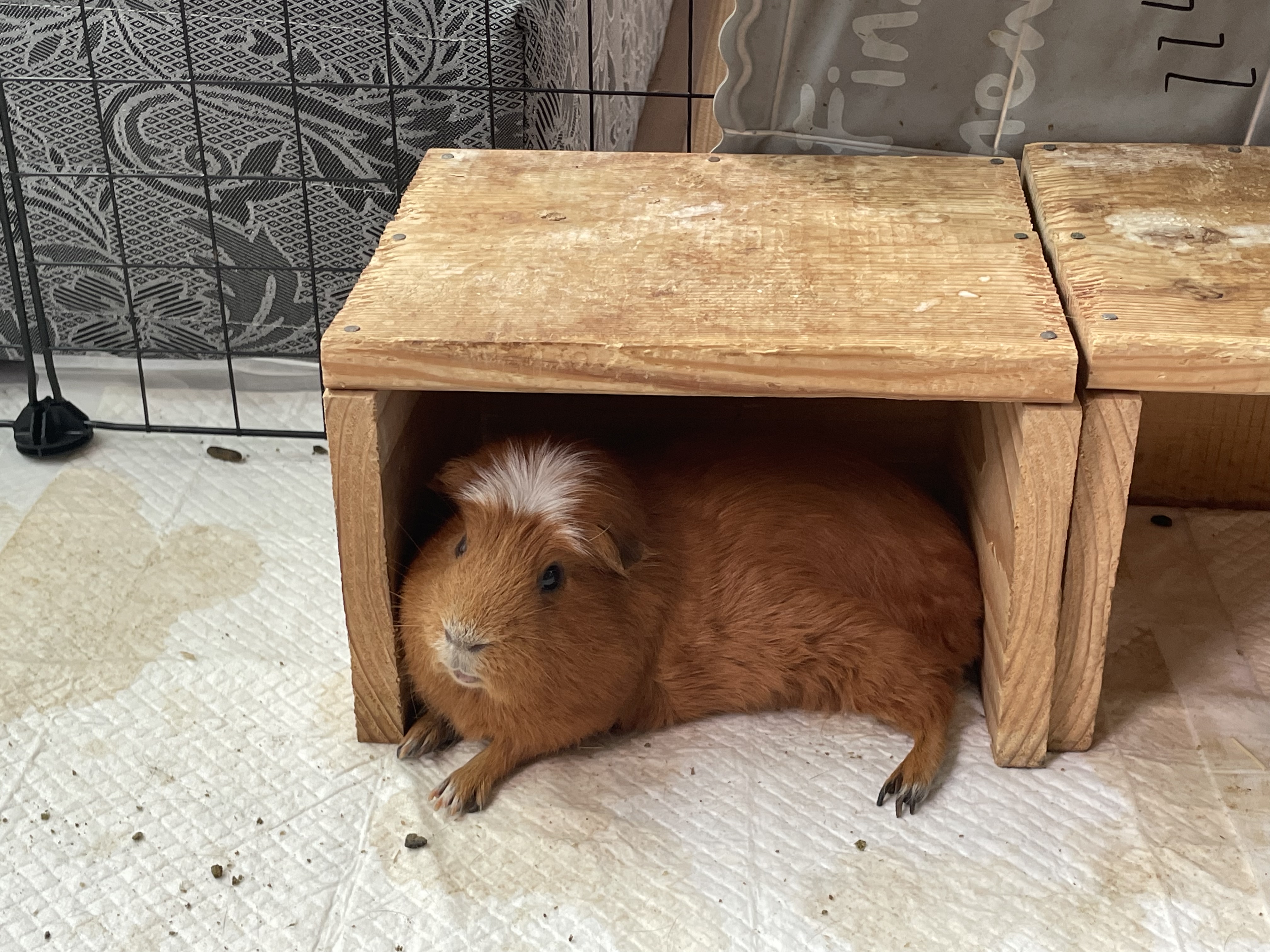 모카(홧팅) 라떼(내라) 2주년