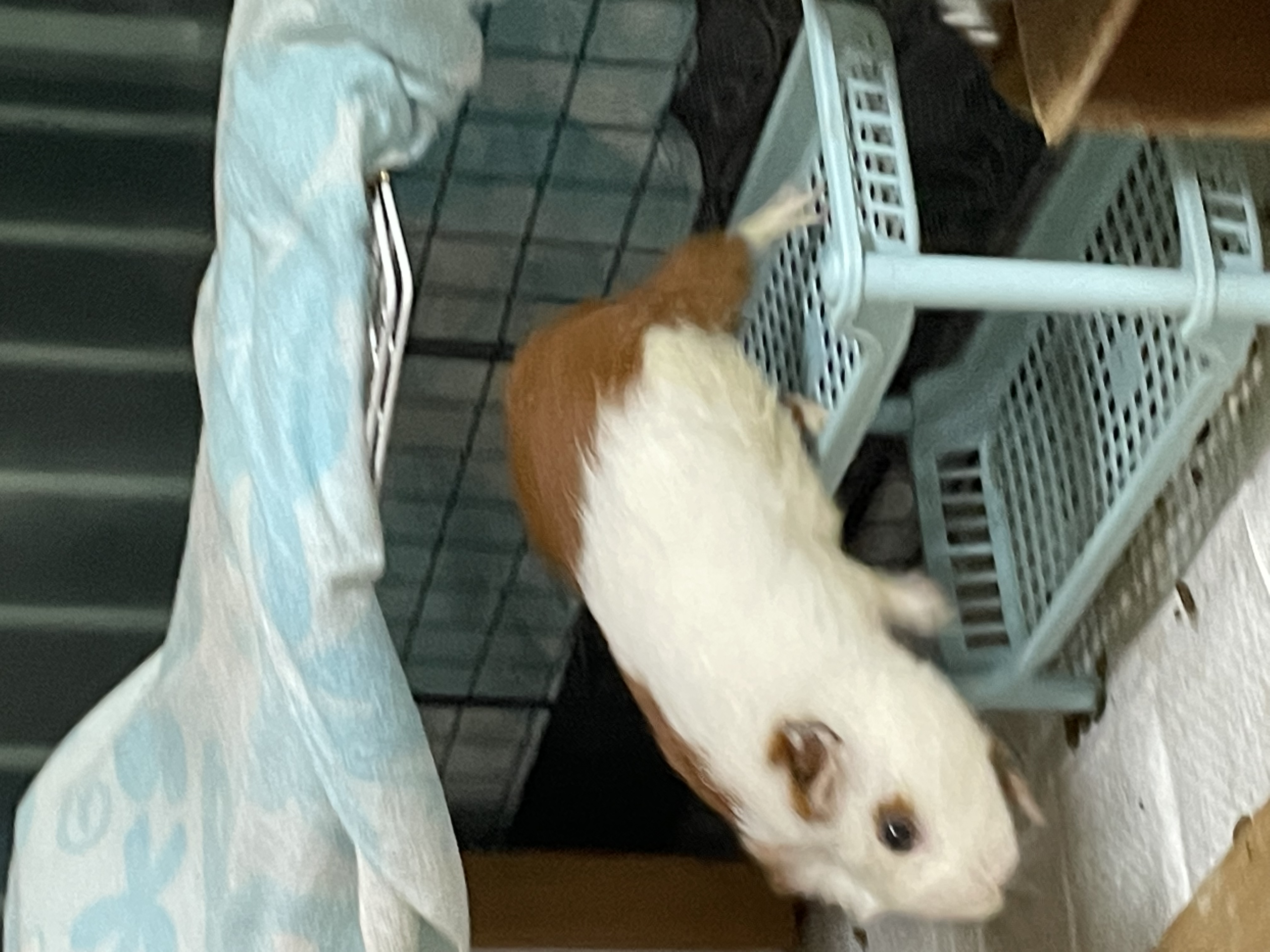 모카(홧팅) 라떼(내라) 2주년