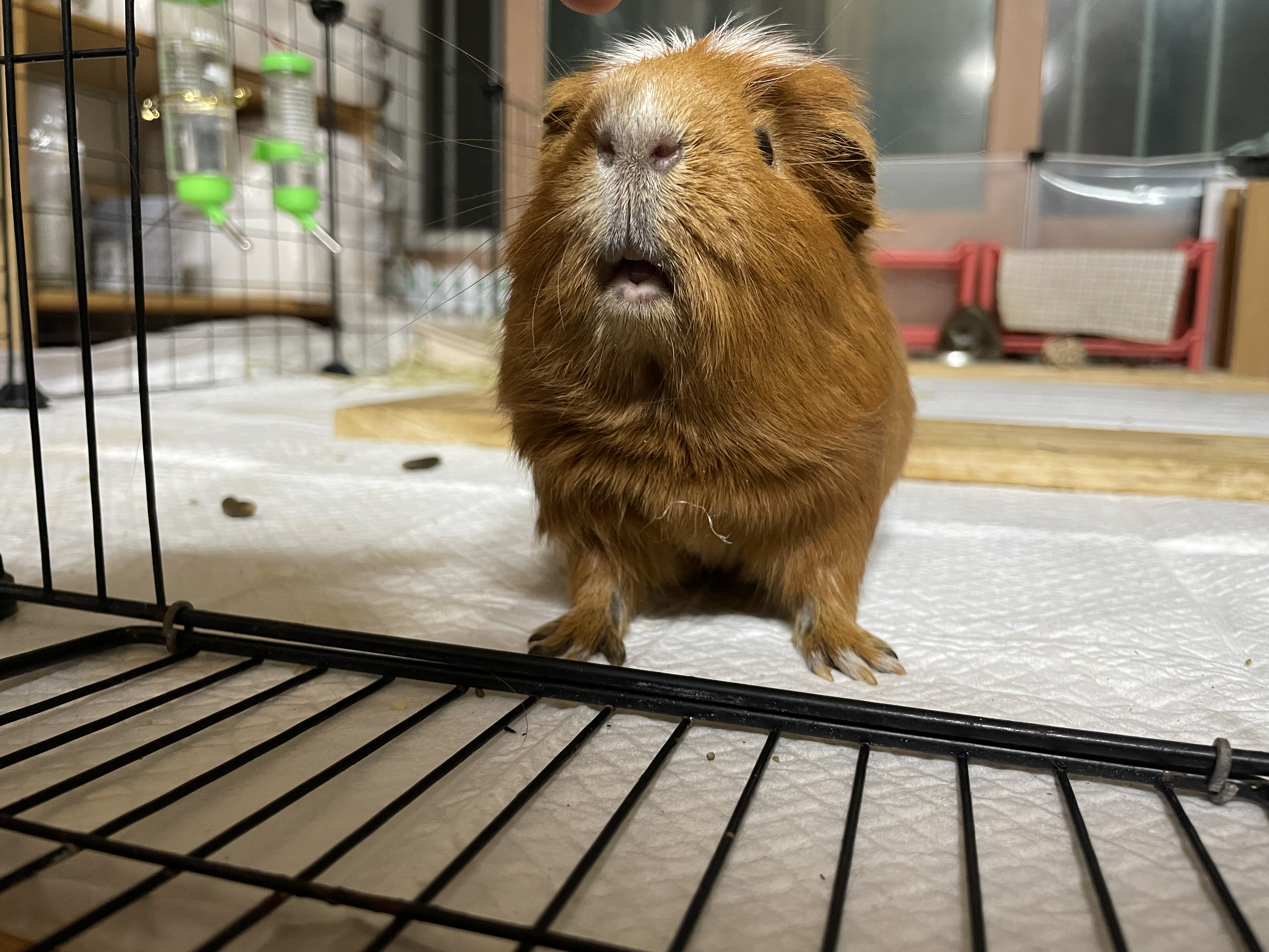 모카(홧팅) 라떼(내라) 2주년