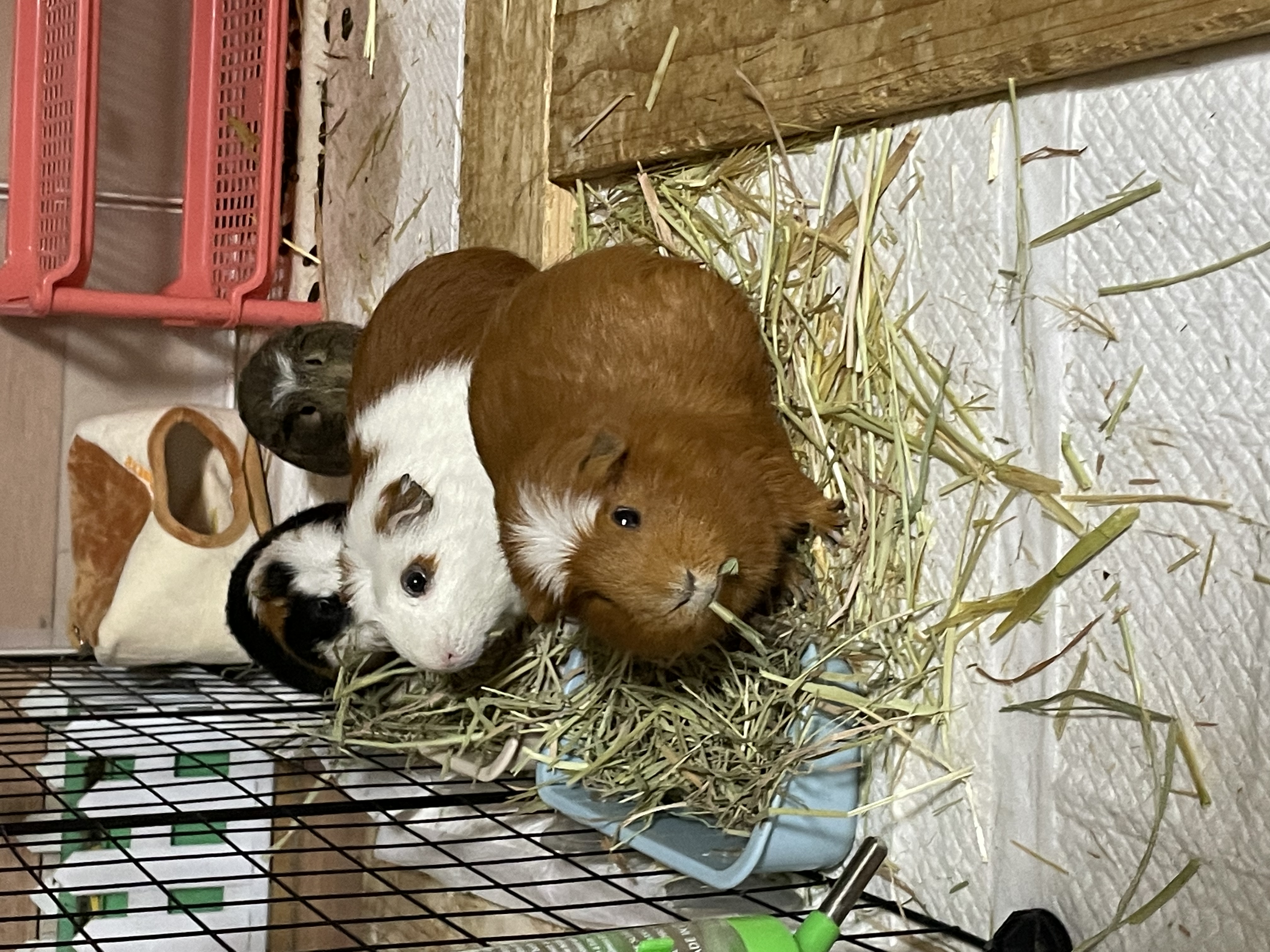 모카(홧팅) 라떼(내라) 2주년