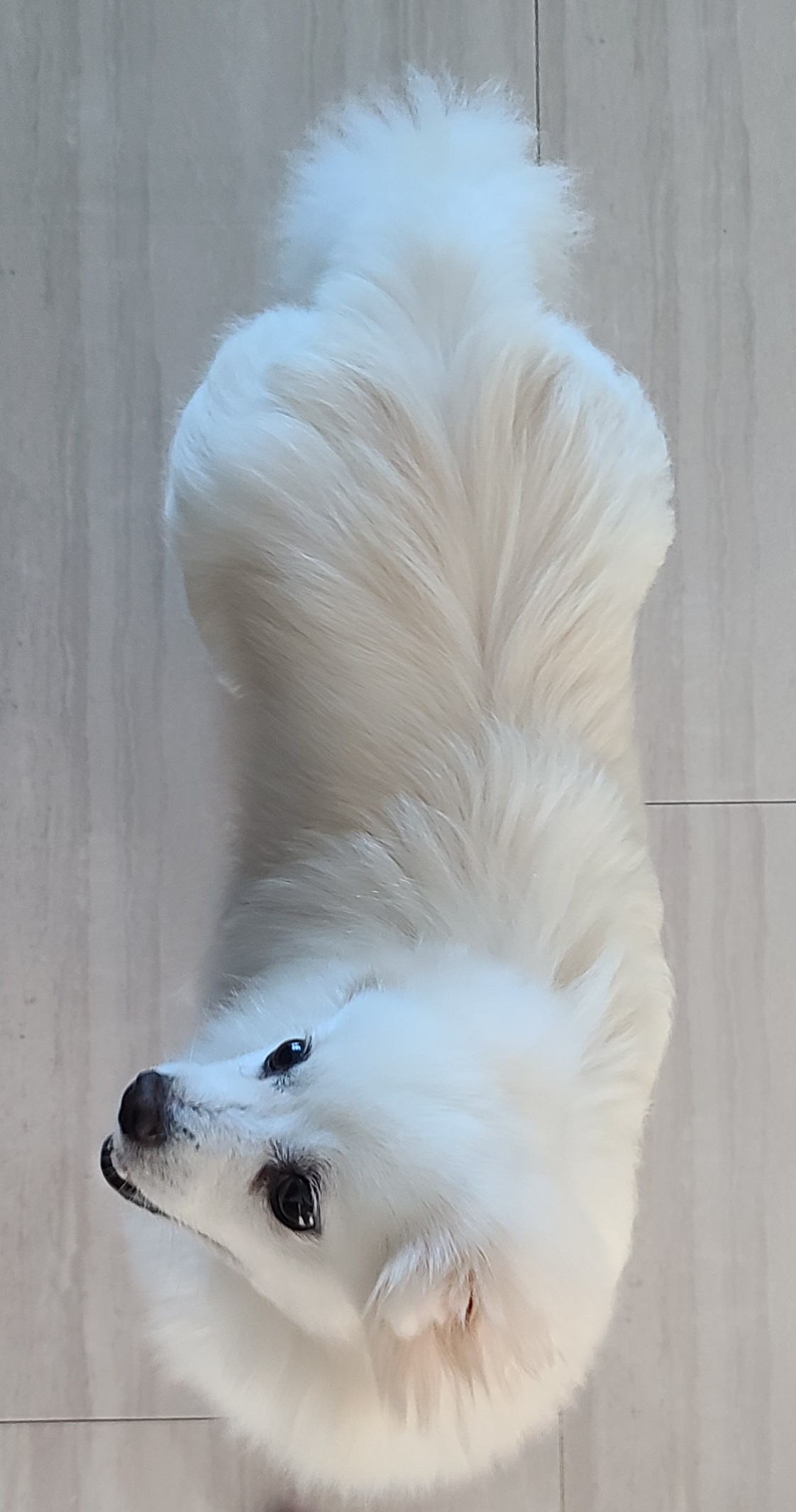 구름 입양후 1년