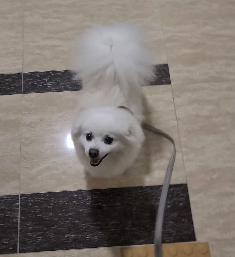 구름 입양후 1년