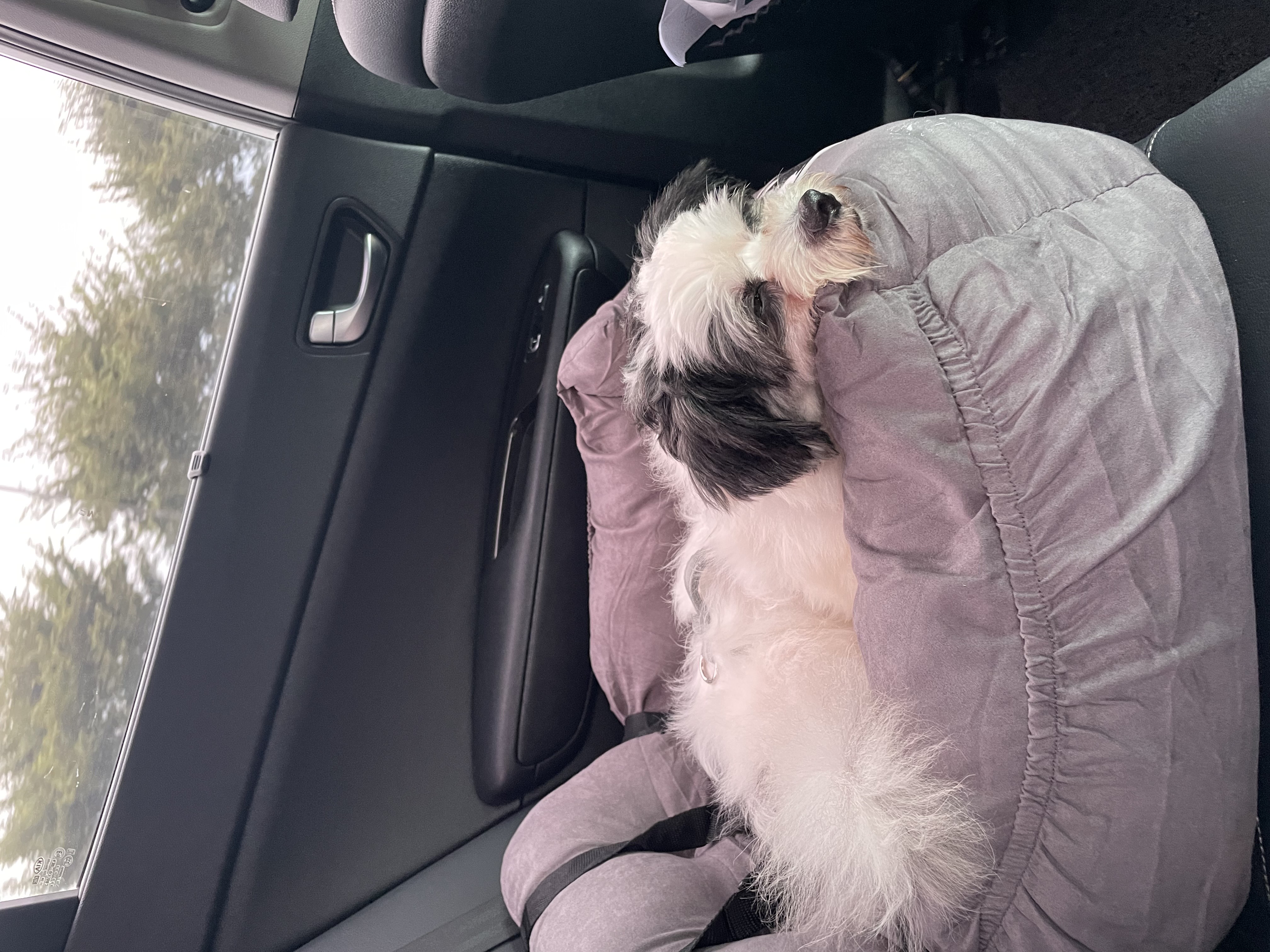 사랑스럽고 똑똑한 포아 입양 후기입니다!