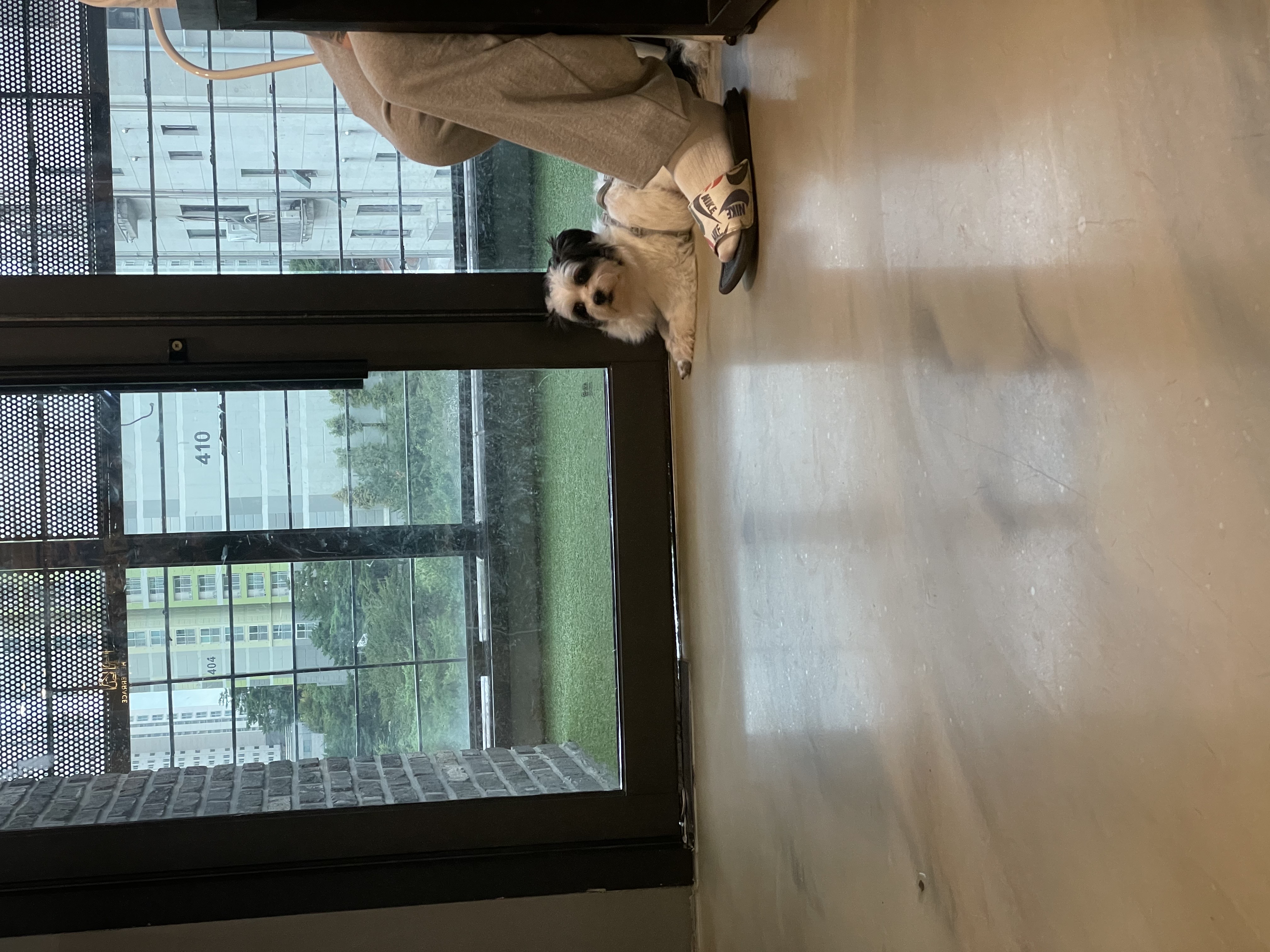 사랑스럽고 똑똑한 포아 입양 후기입니다!