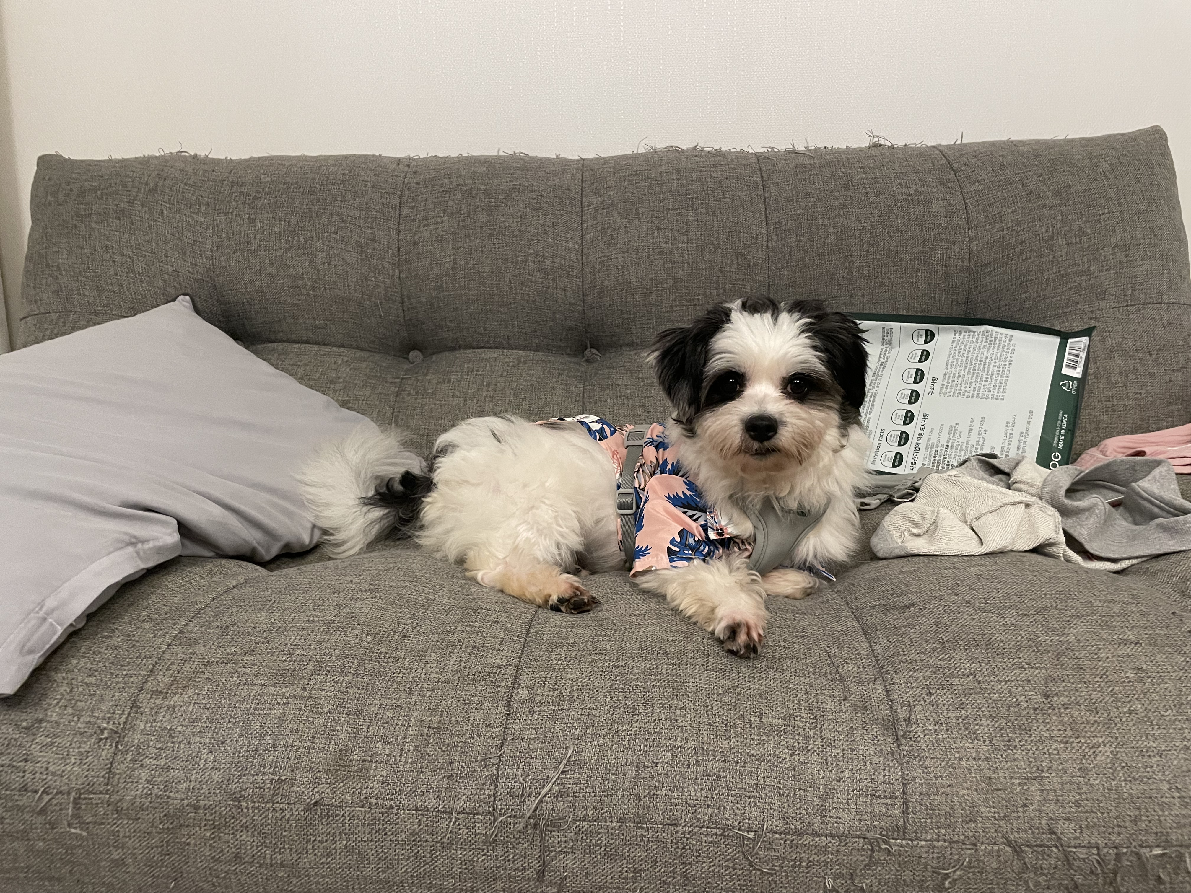 사랑스럽고 똑똑한 포아 입양 후기입니다!