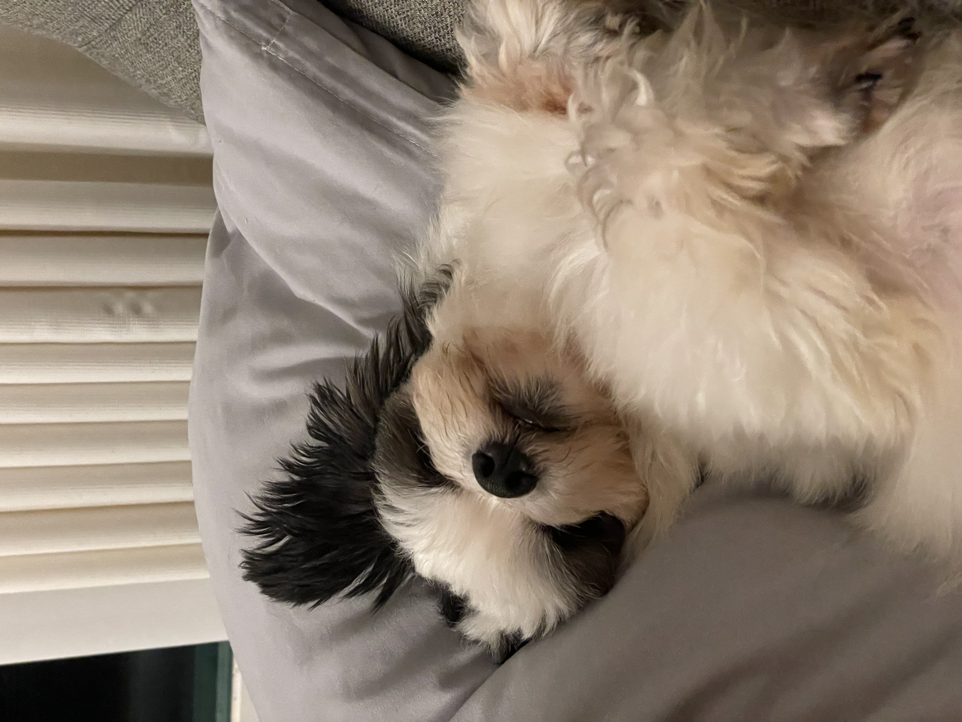 사랑스럽고 똑똑한 포아 입양 후기입니다!