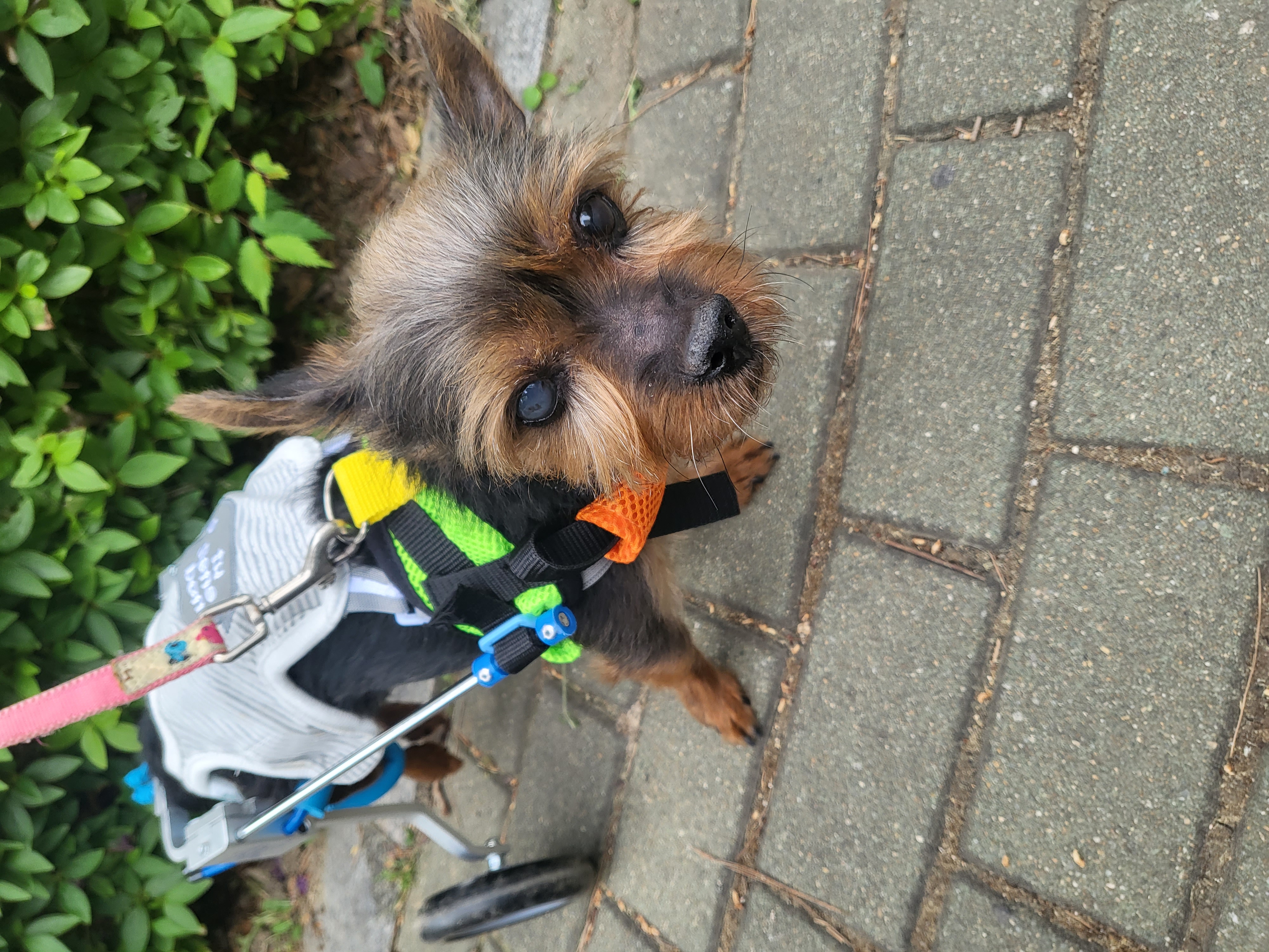 티파니(밤이), 하트(소금이) 소식 전합니다.