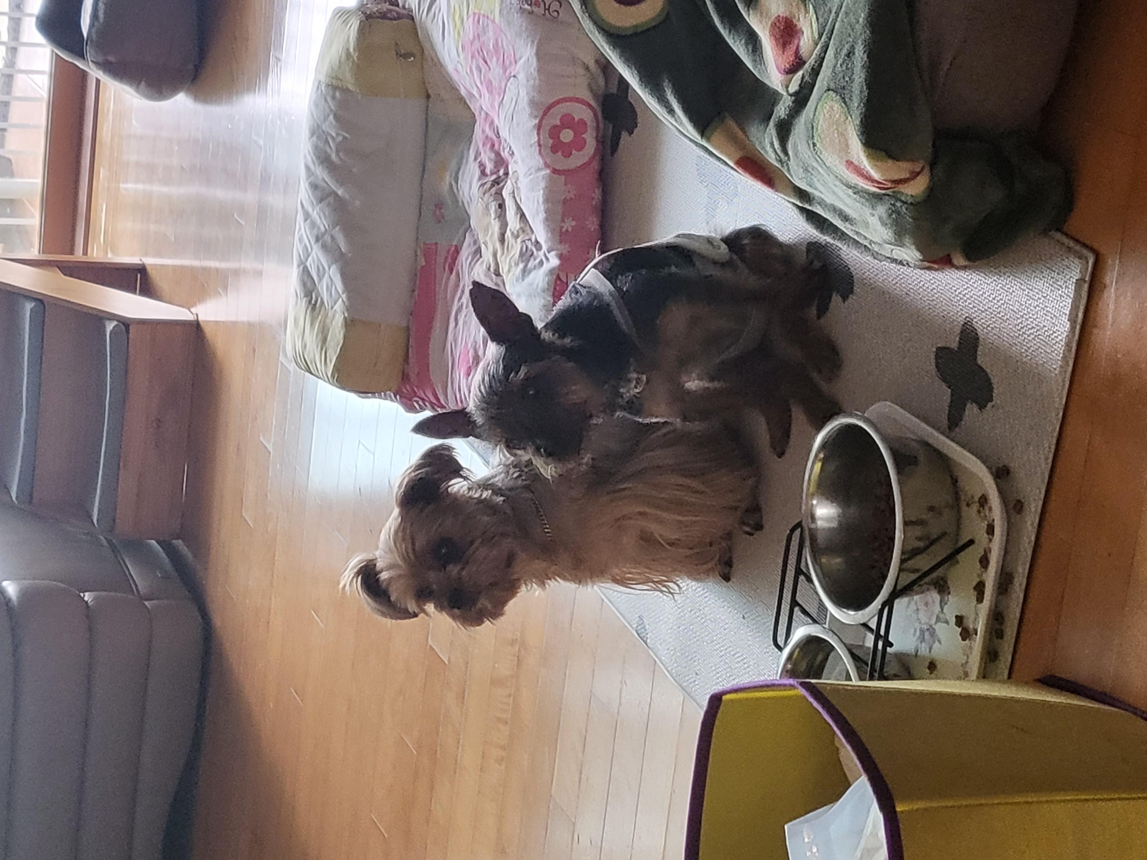 티파니(밤이), 하트(소금이) 소식 전합니다.