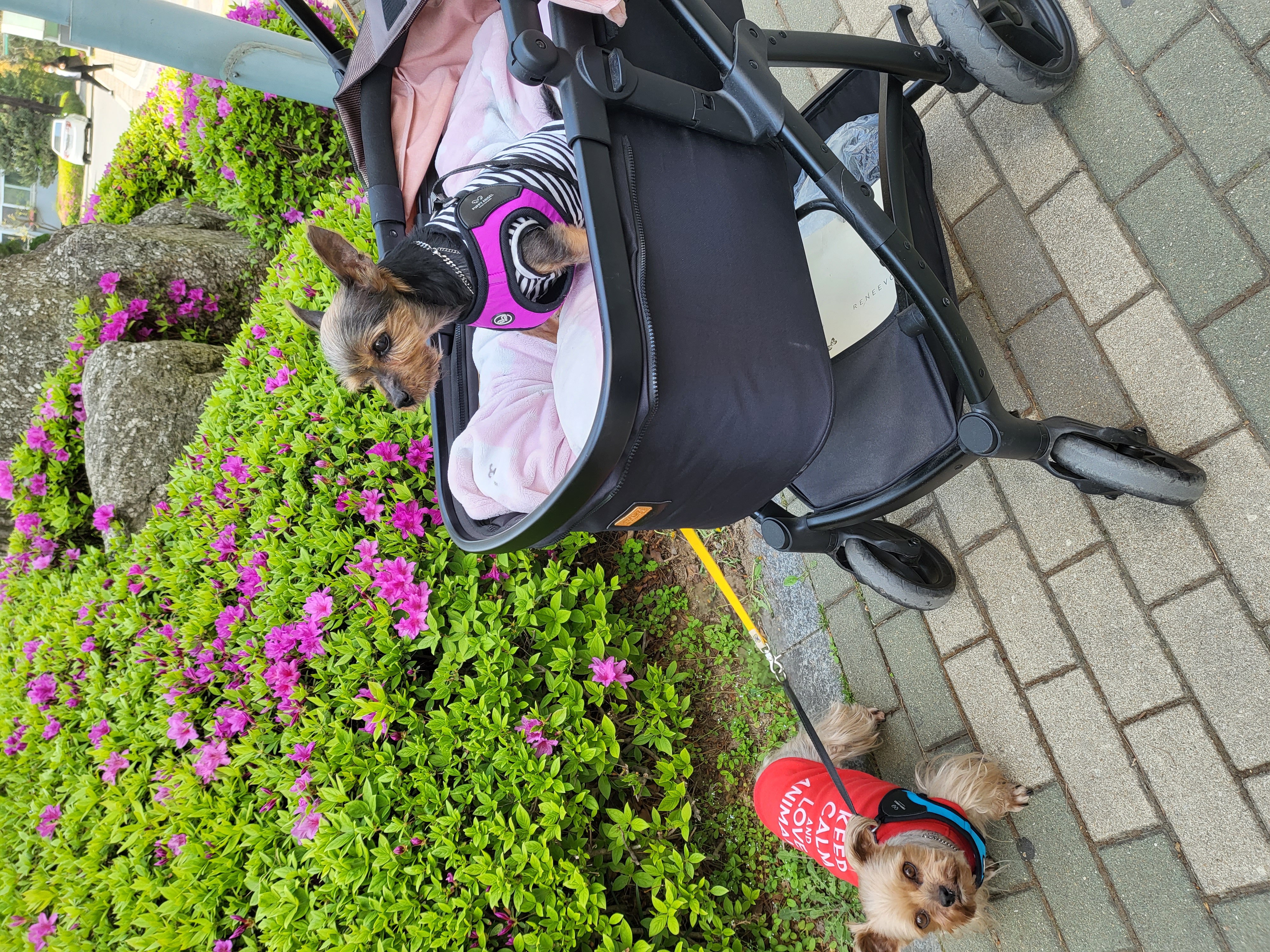 티파니(밤이), 하트(소금이) 소식 전합니다.