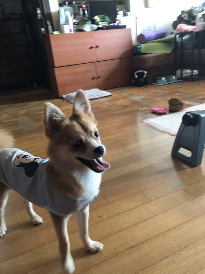 오원(현 미로) 입양 후 일주일입니다