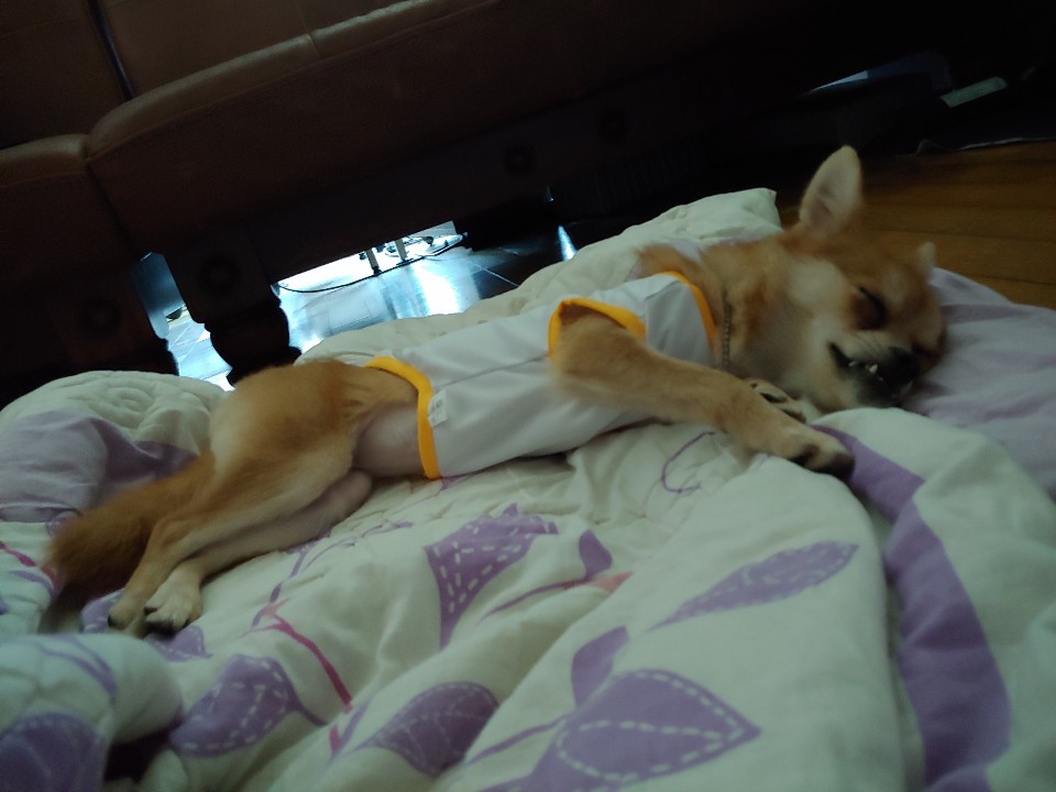 오원(현 미로) 입양 후 일주일입니다