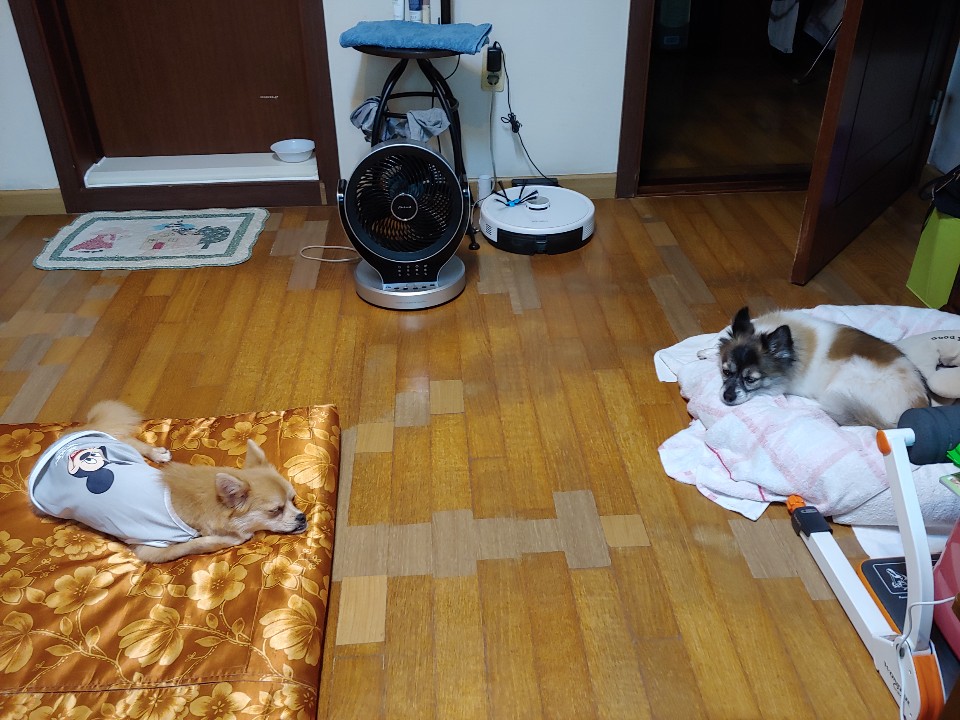 오원(현 미로) 입양 후 일주일입니다