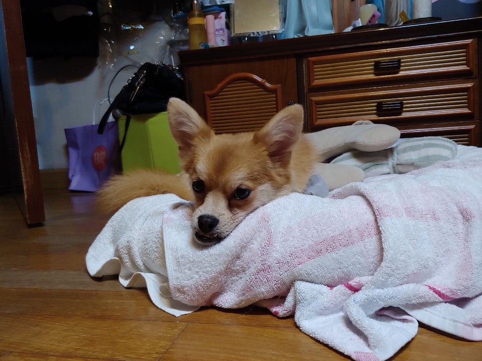 오원(현 미로) 입양 후 일주일입니다