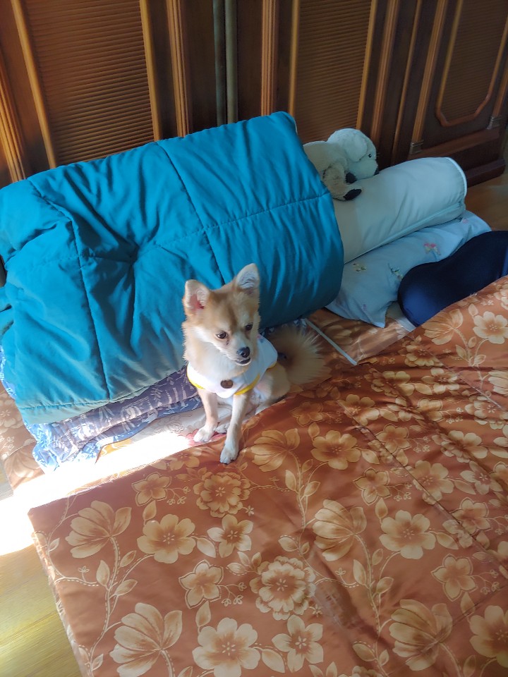 오원(현 미로) 입양 후 일주일입니다