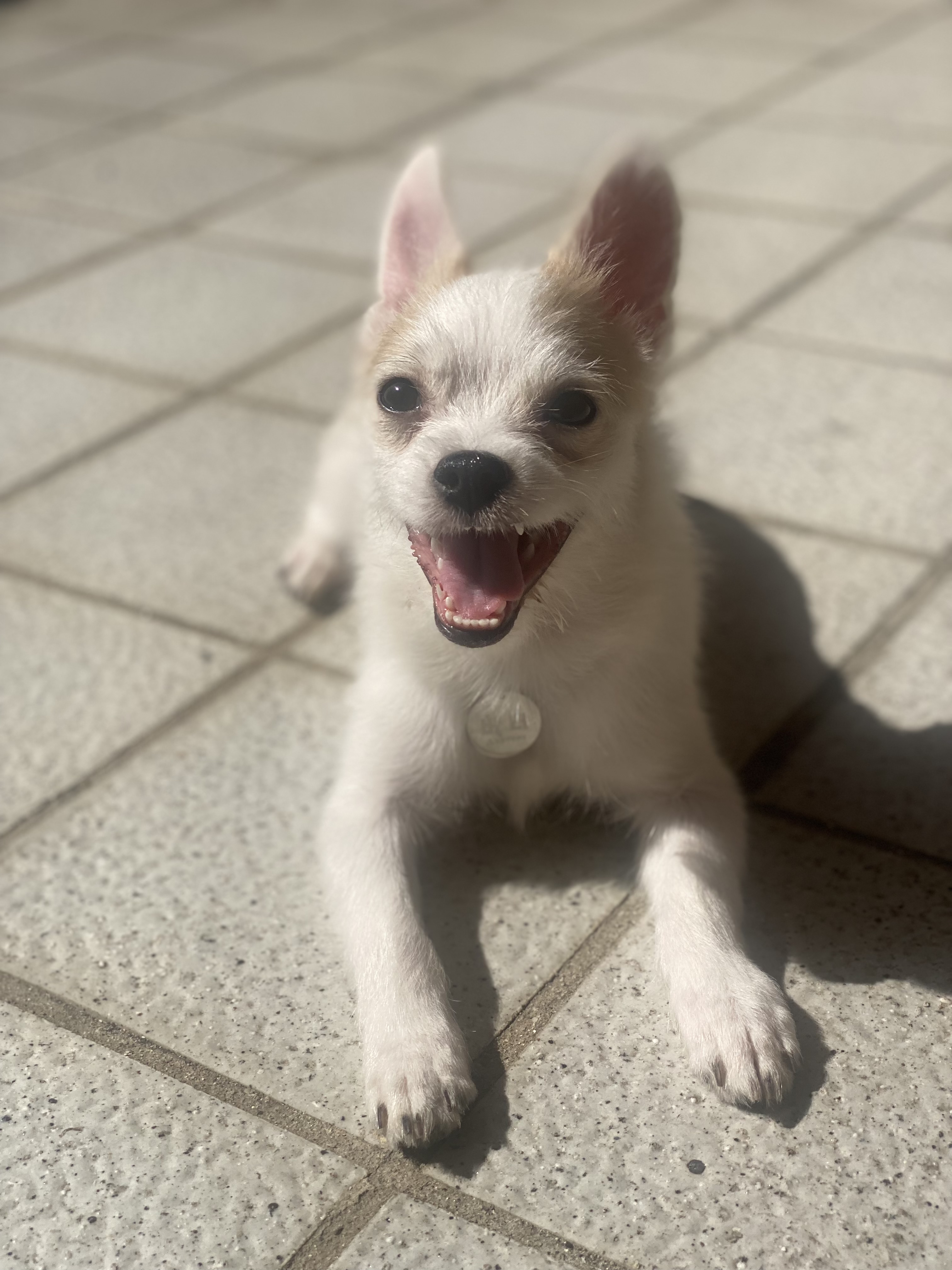 버터(쿠나) 한 달 임보 후기 :) 