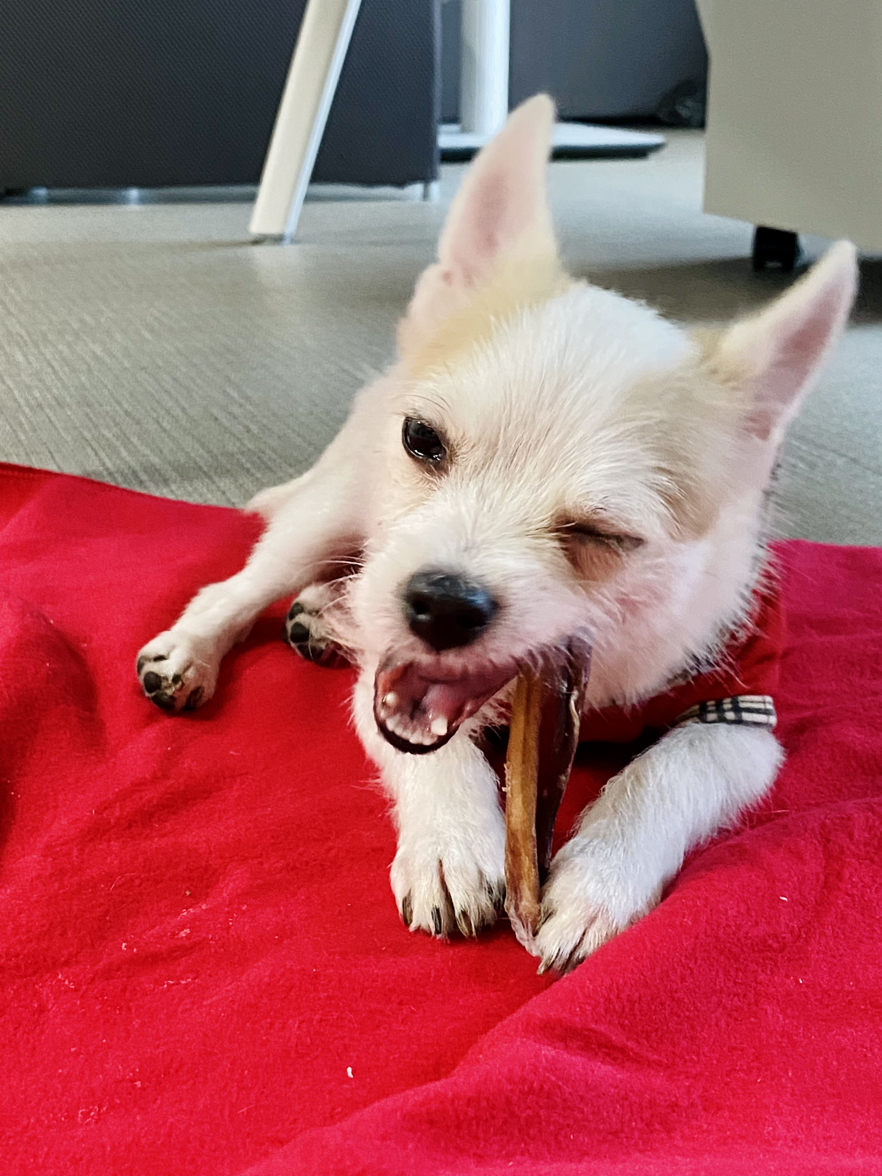 버터(쿠나) 한 달 임보 후기 :) 