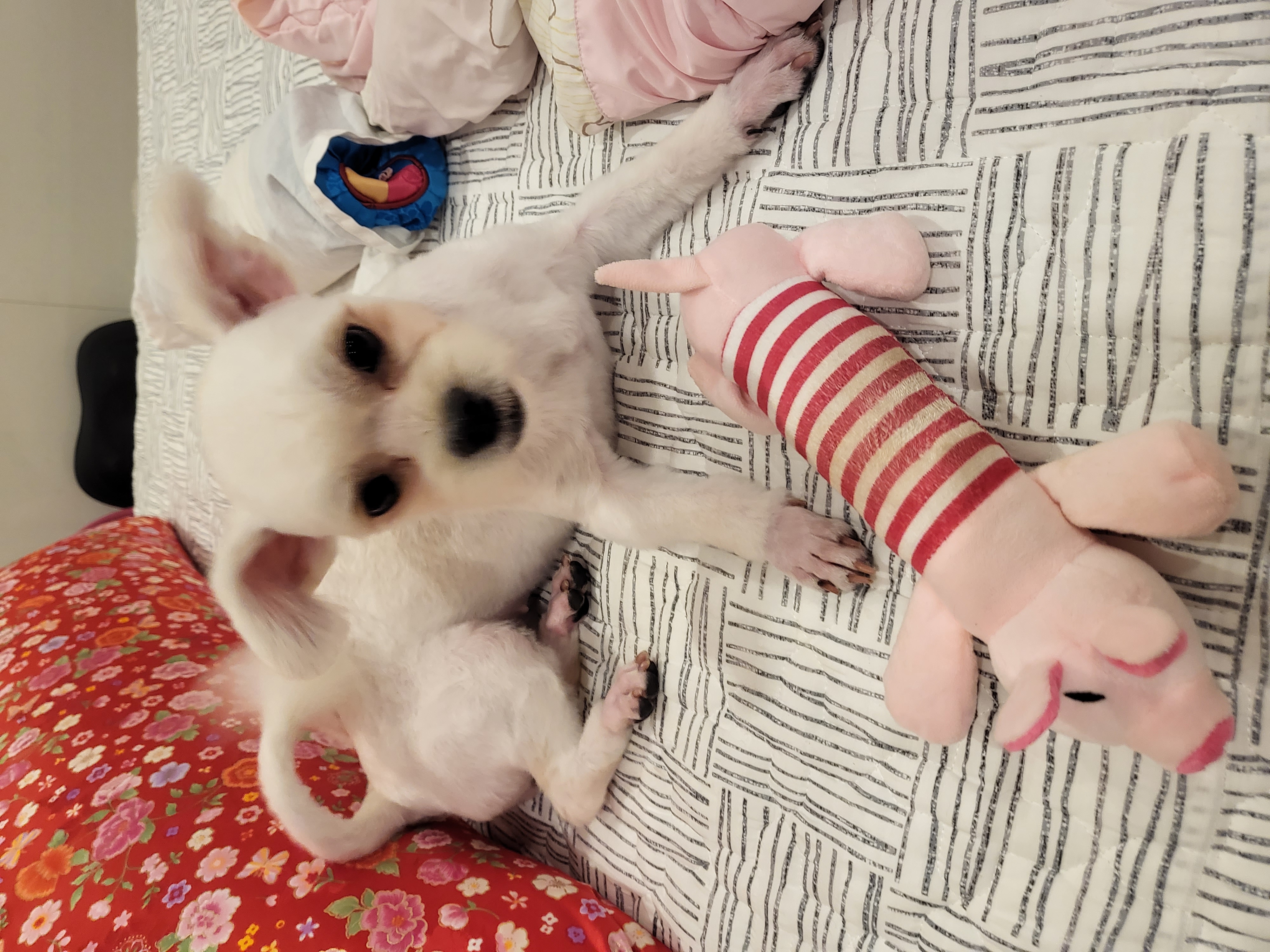 아자(샤넬) 입양후 소식