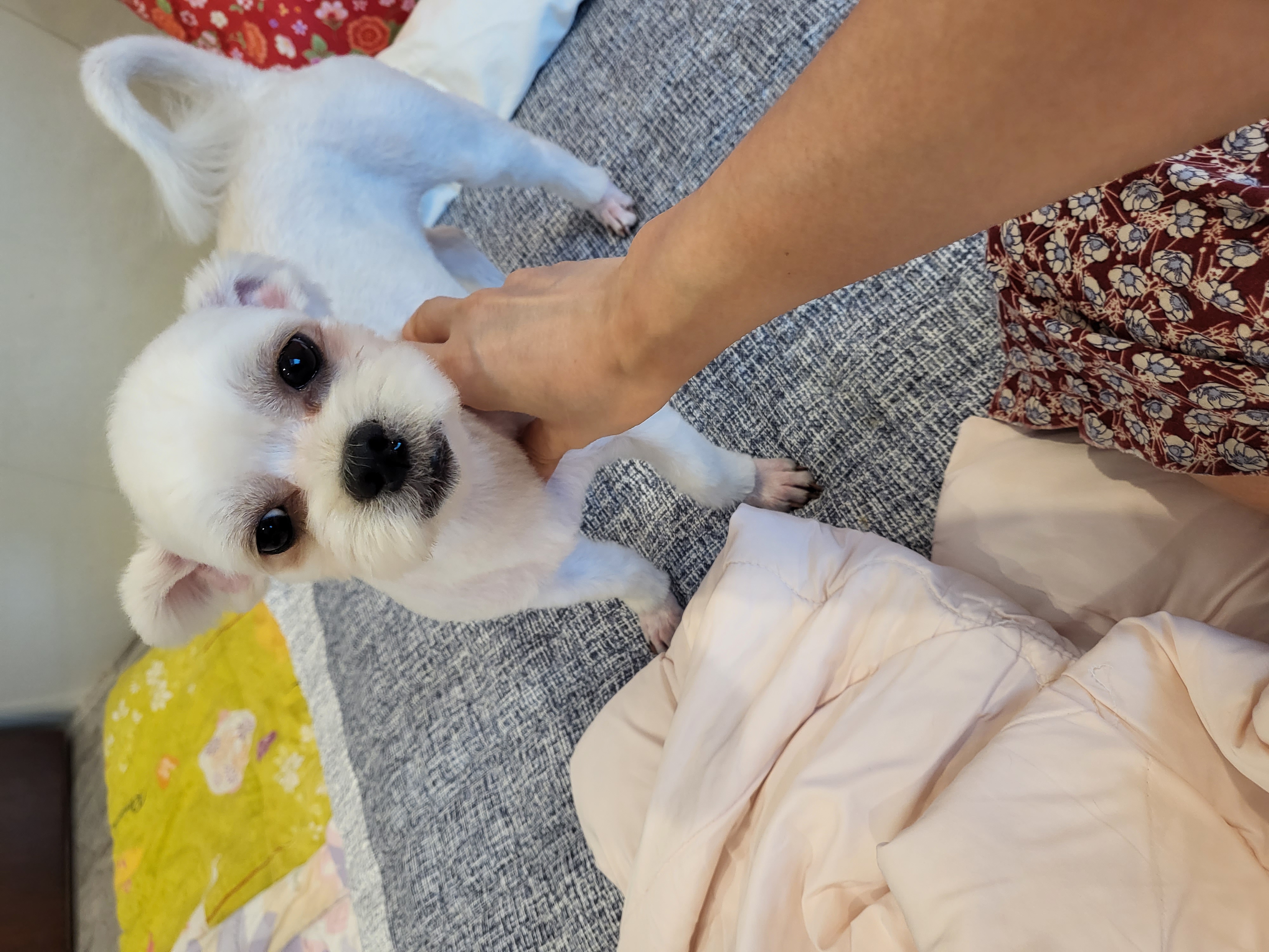 아자(샤넬) 입양후 소식