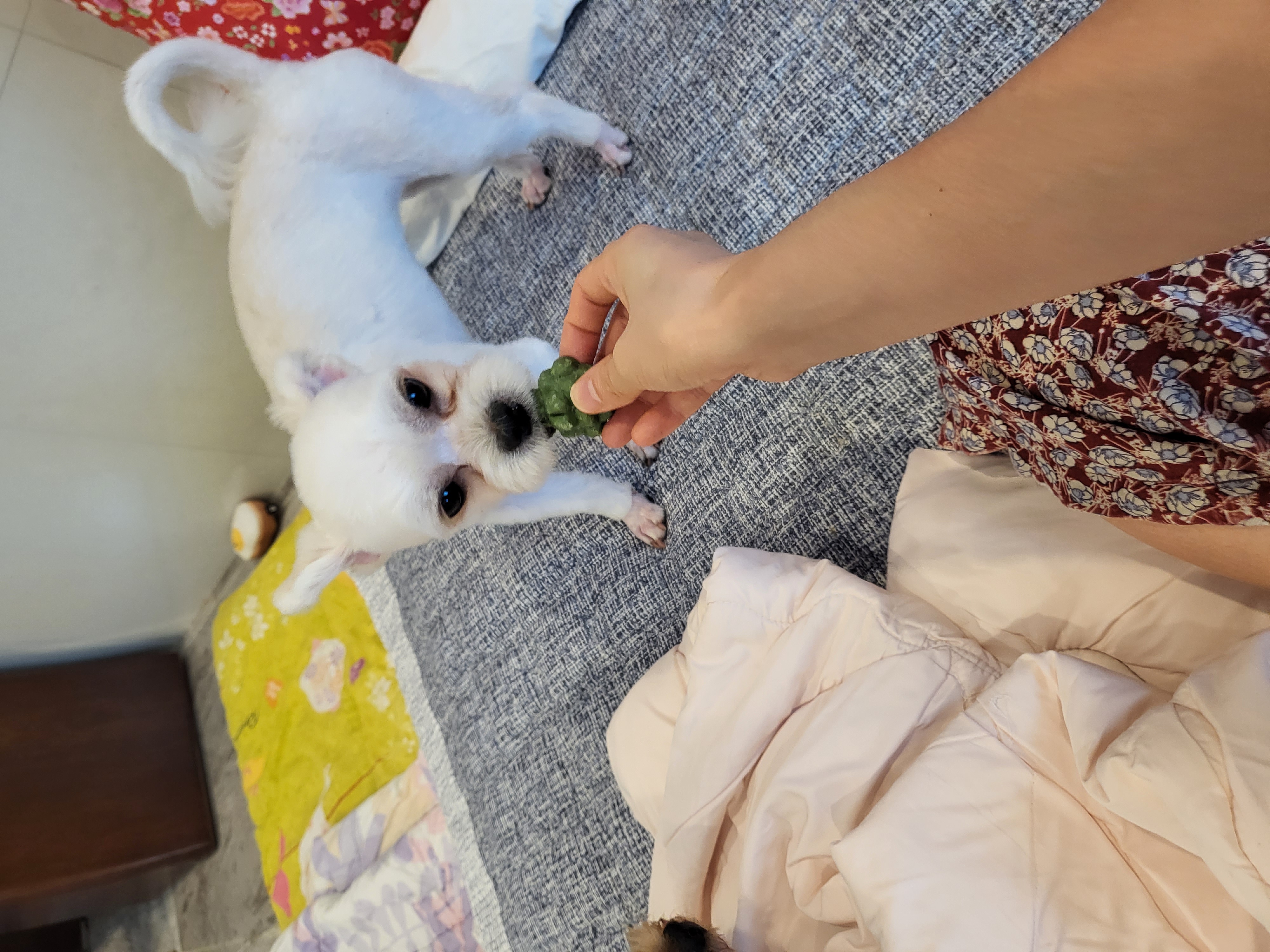 아자(샤넬) 입양후 소식