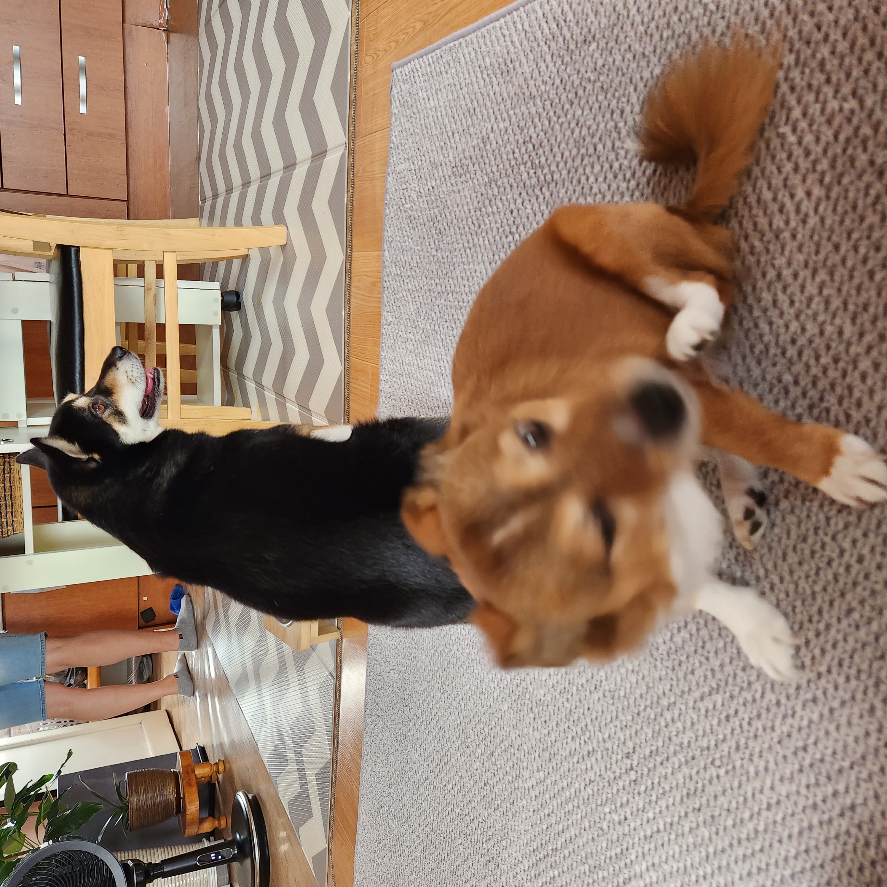 후추 (우주)랑 사랑이 (팝콘이) 근황