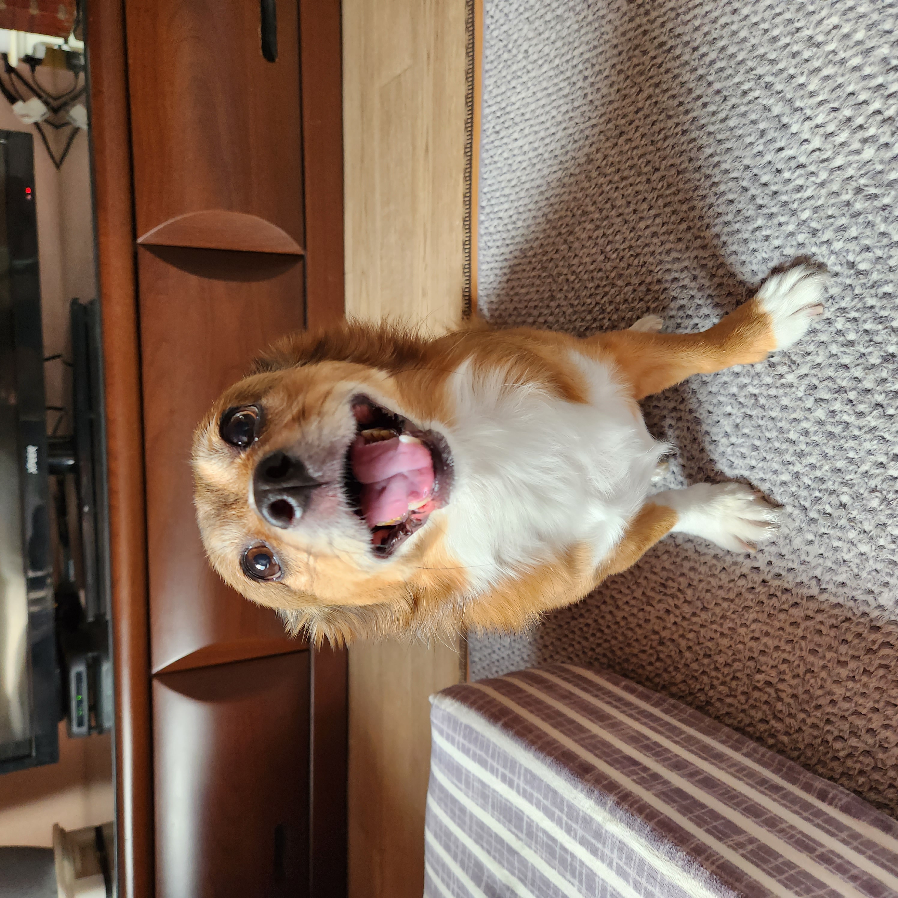 후추 (우주)랑 사랑이 (팝콘이) 근황