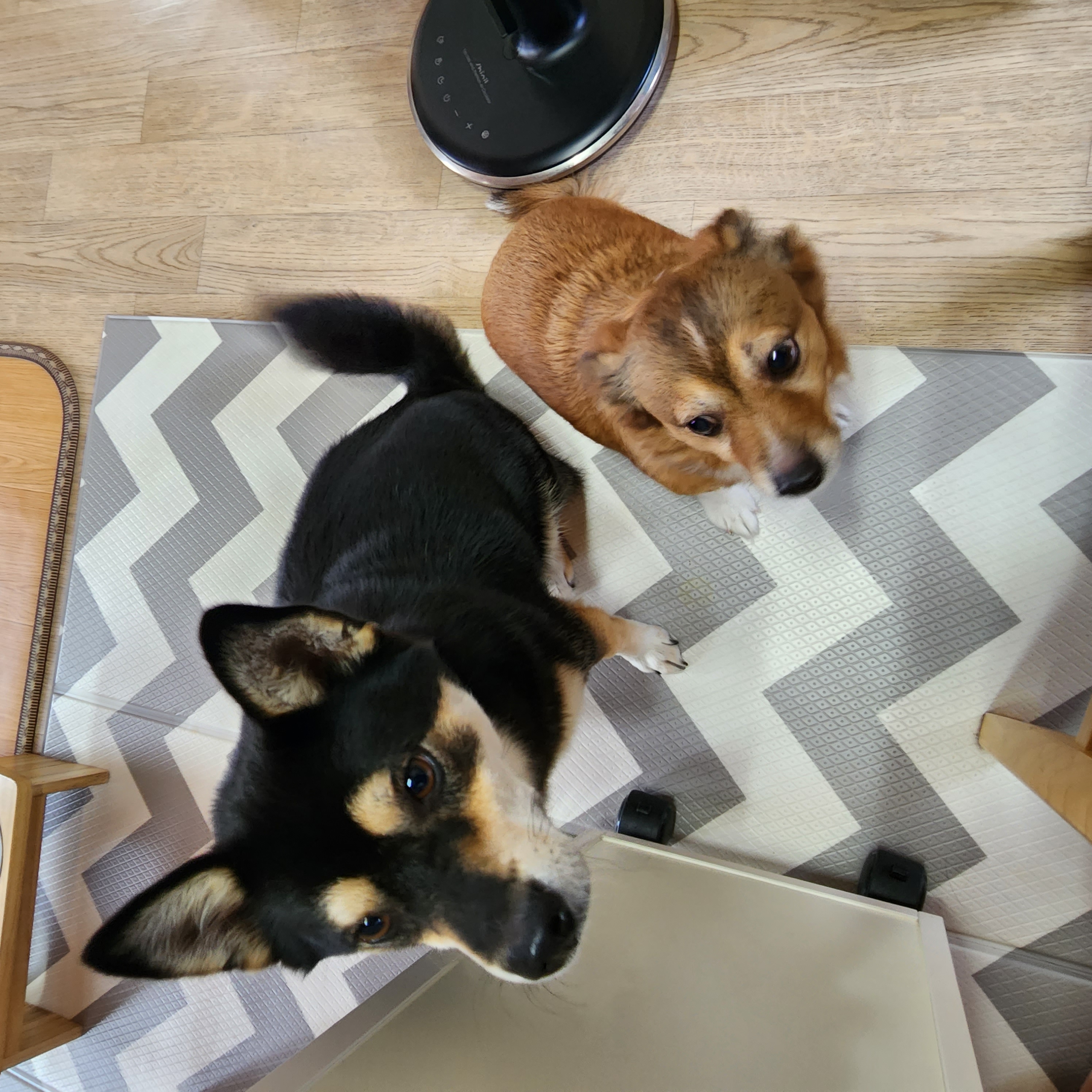 후추 (우주)랑 사랑이 (팝콘이) 근황