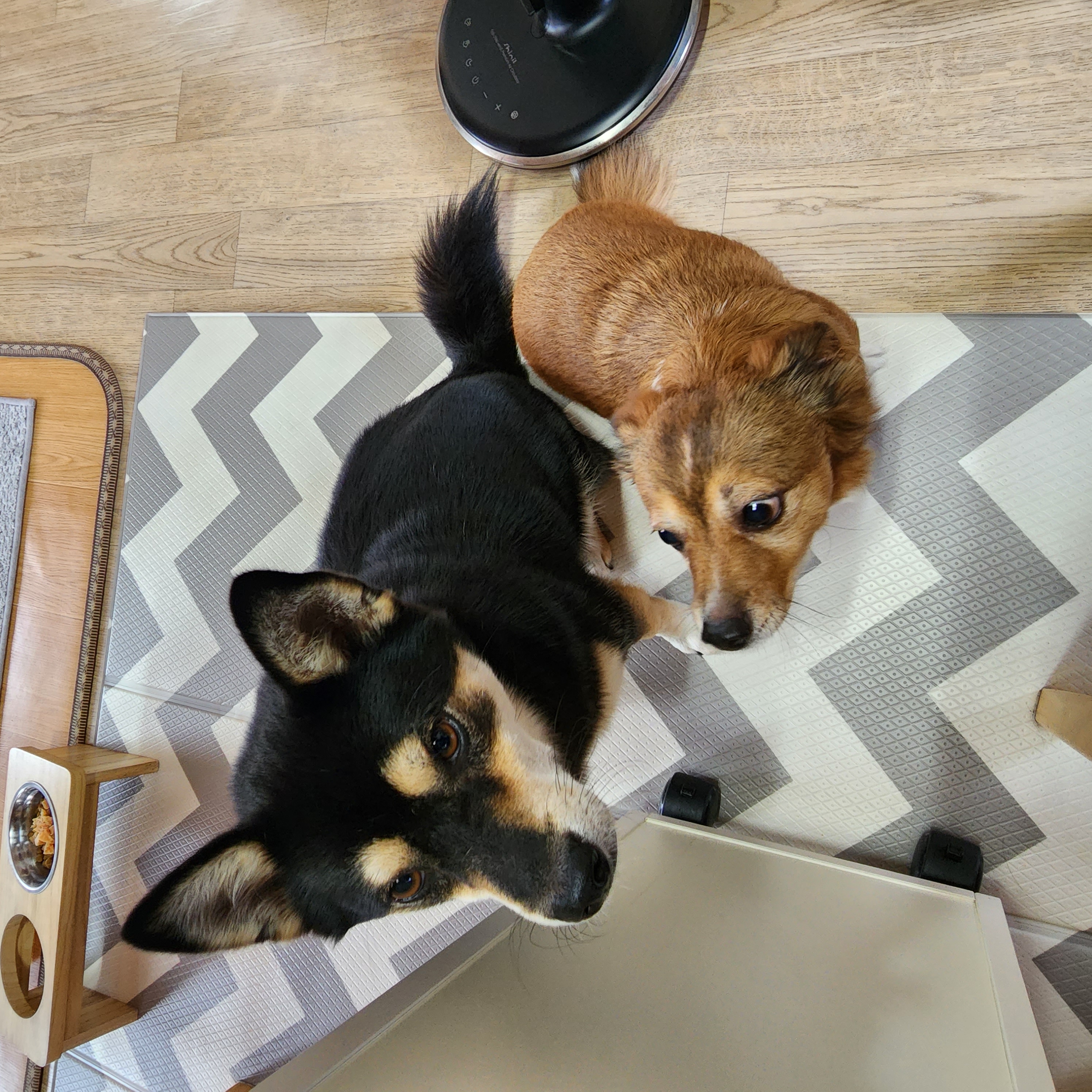 후추 (우주)랑 사랑이 (팝콘이) 근황