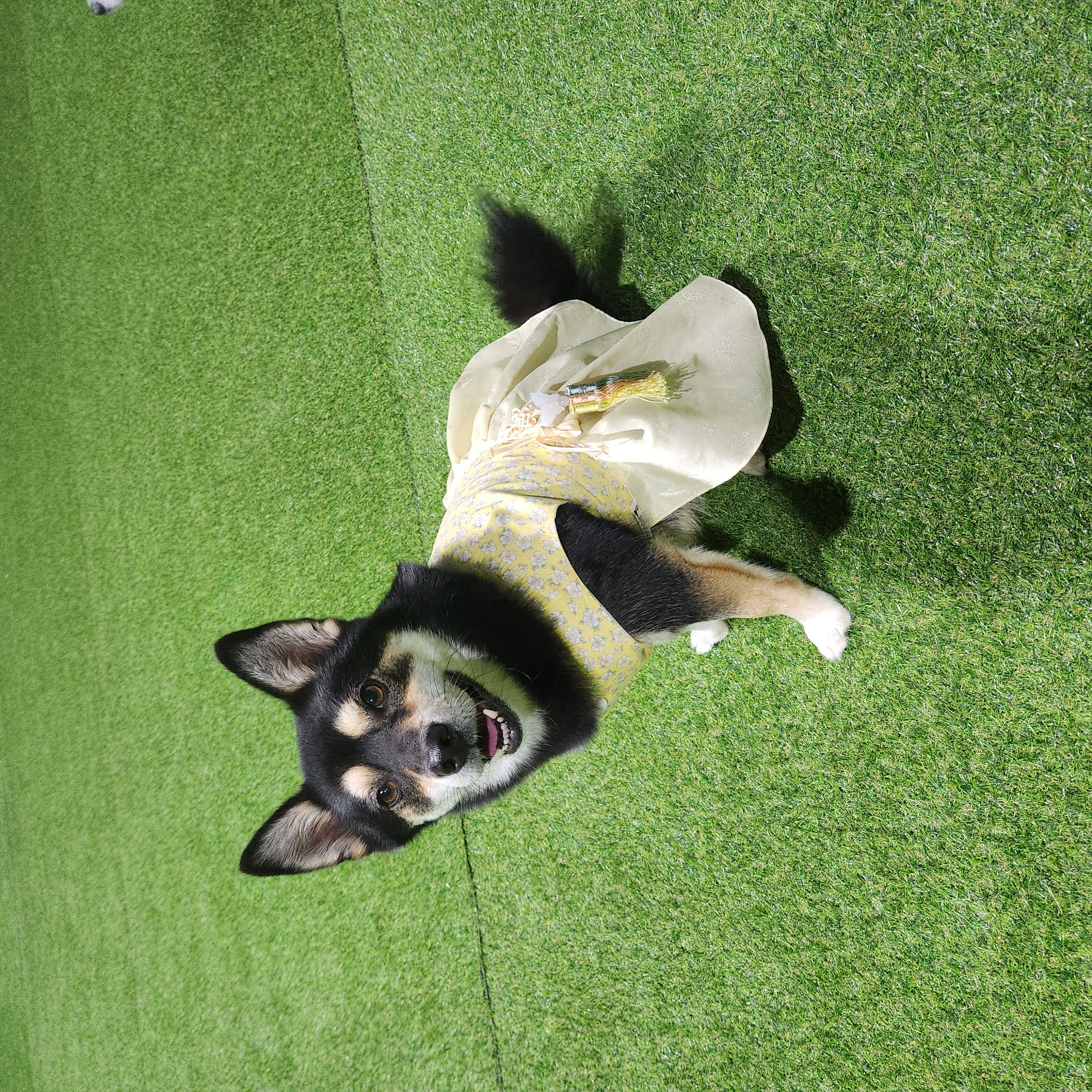 후추 (우주)랑 사랑이 (팝콘이) 근황