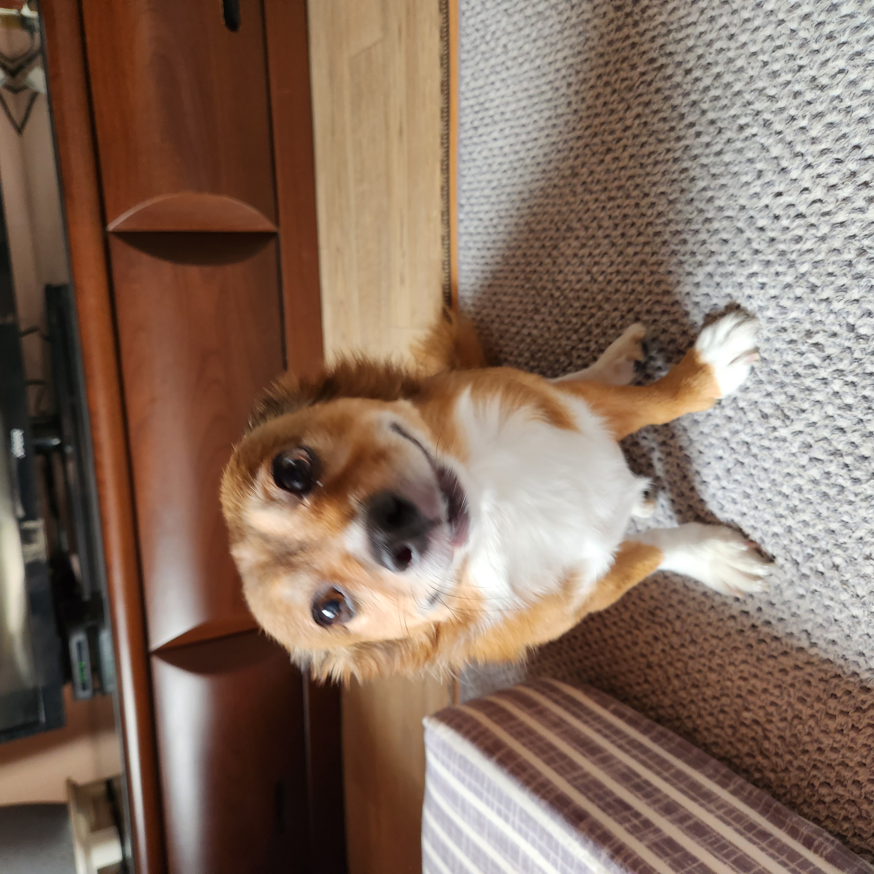 후추 (우주)랑 사랑이 (팝콘이) 근황