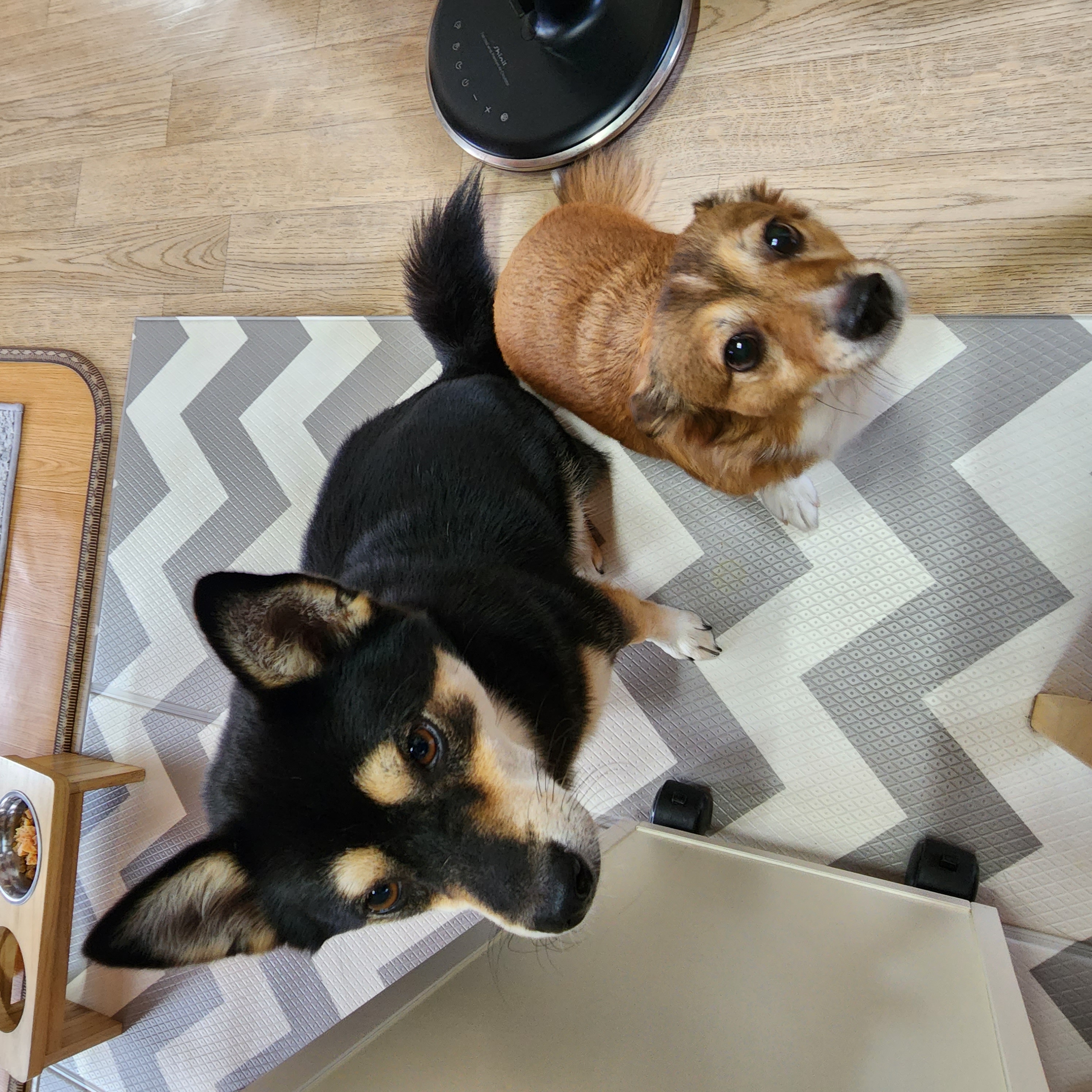 후추 (우주)랑 사랑이 (팝콘이) 근황