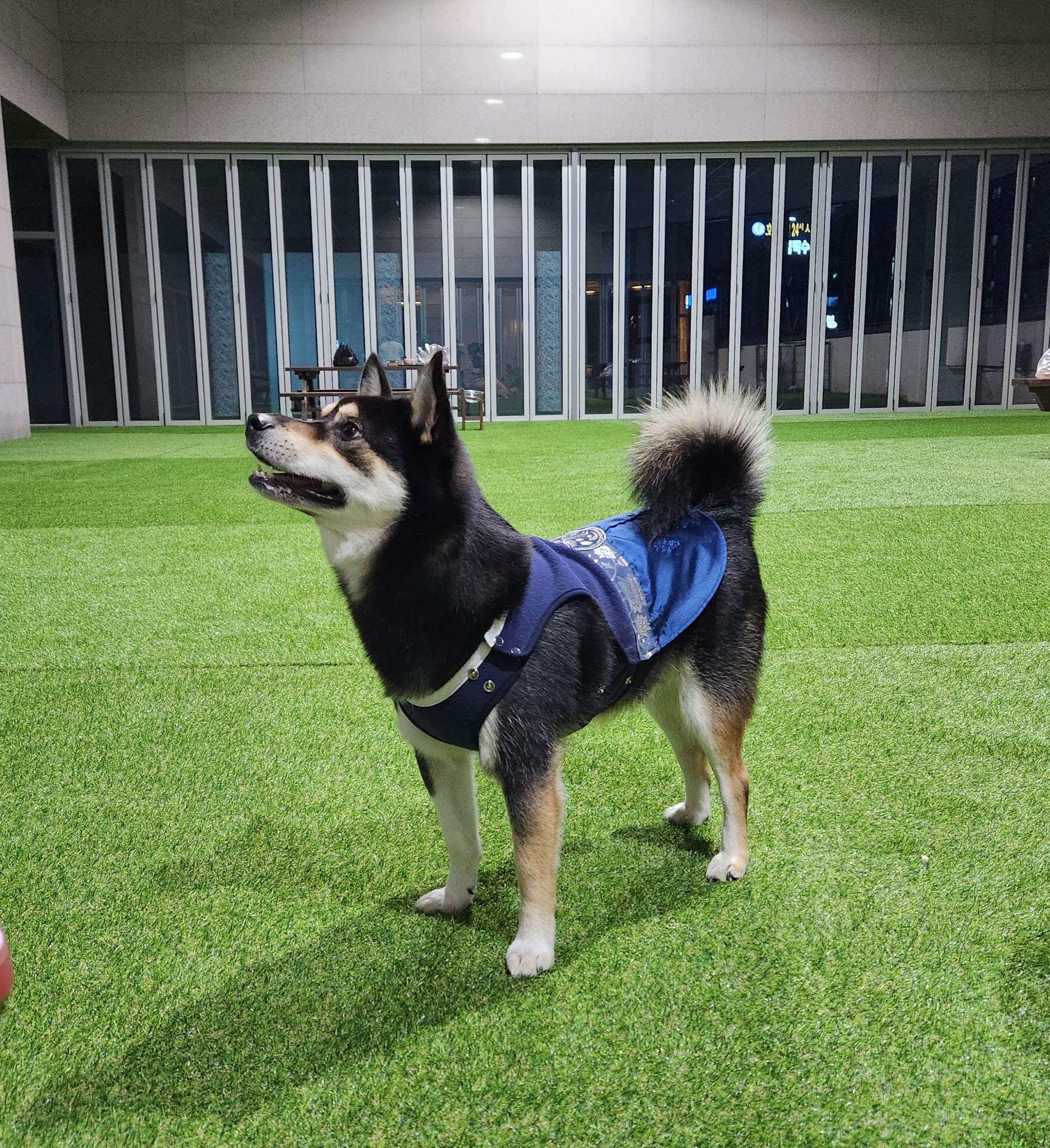 후추 (우주)랑 사랑이 (팝콘이) 근황