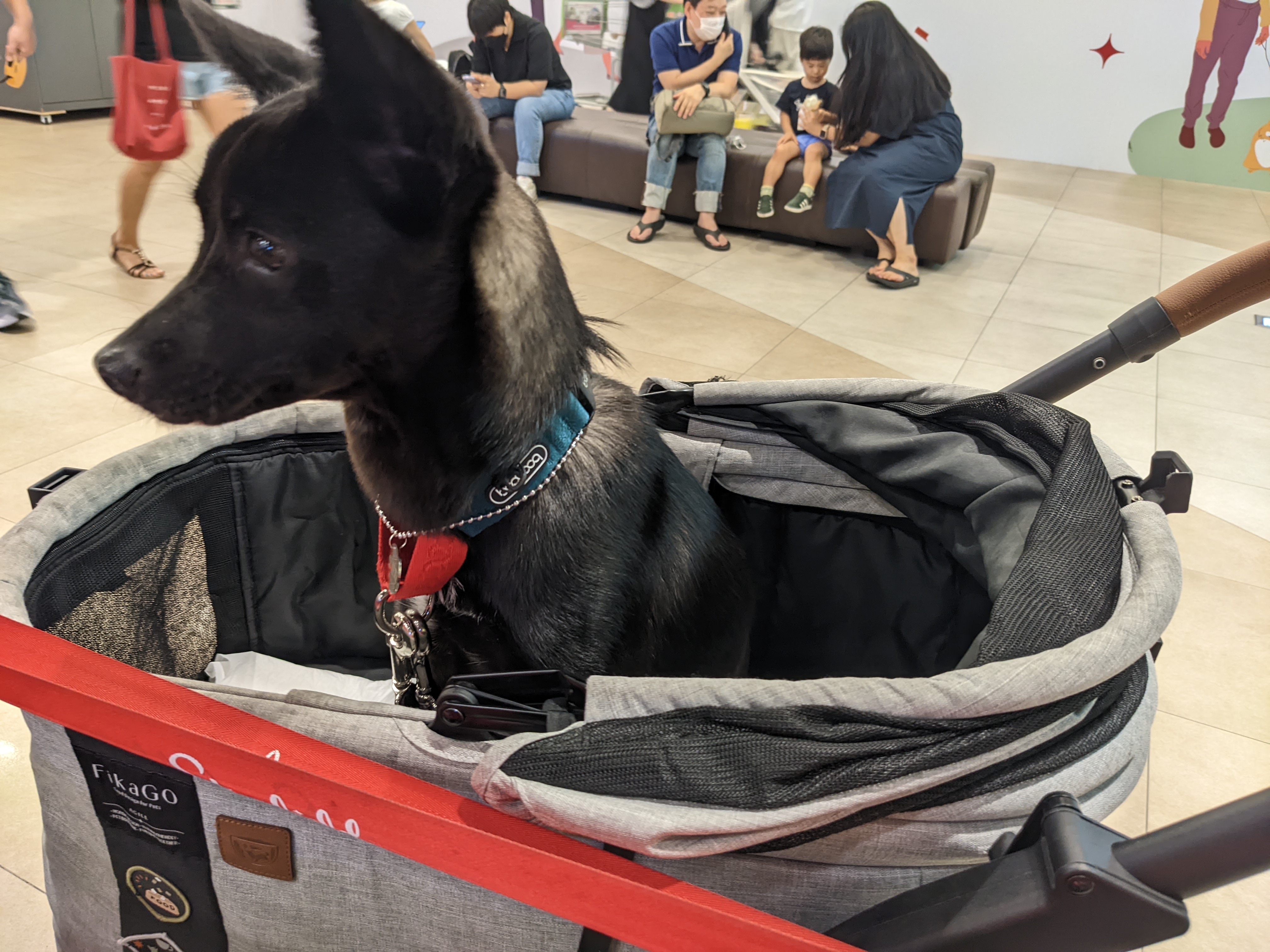 오렌지(트러플) 임보 1개월 후기