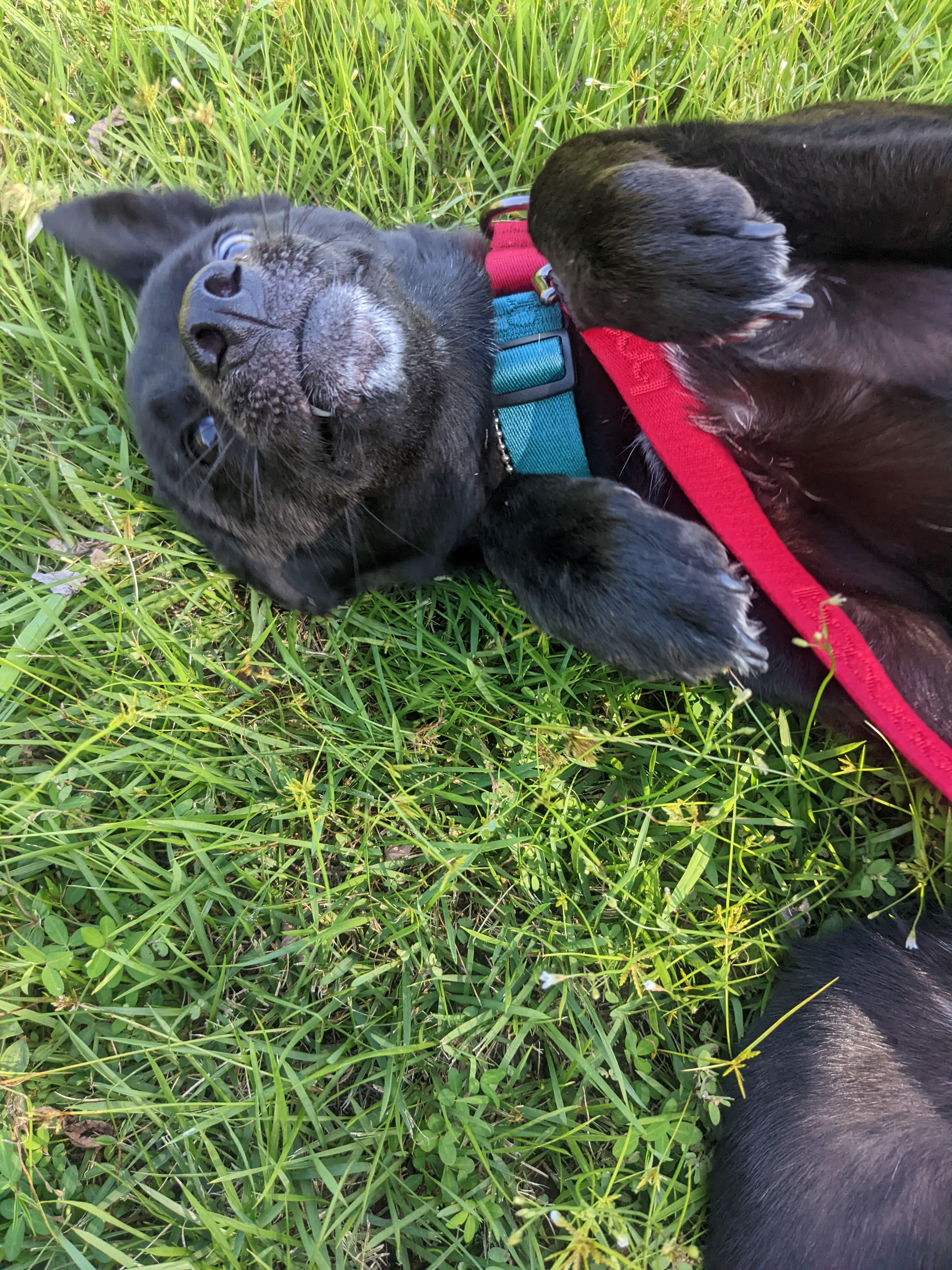 오렌지(트러플) 임보 1개월 후기