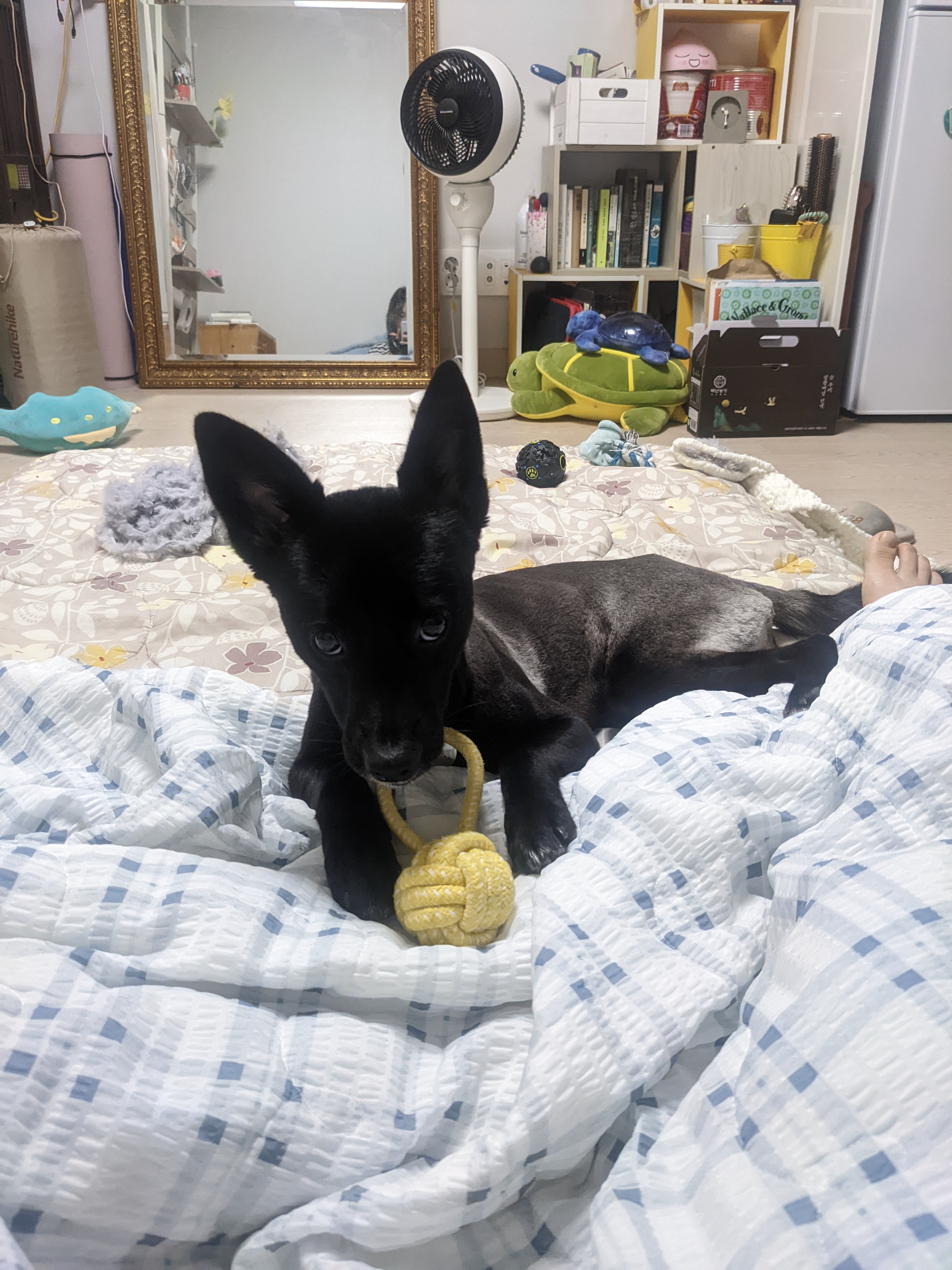 오렌지(트러플) 임보 1개월 후기