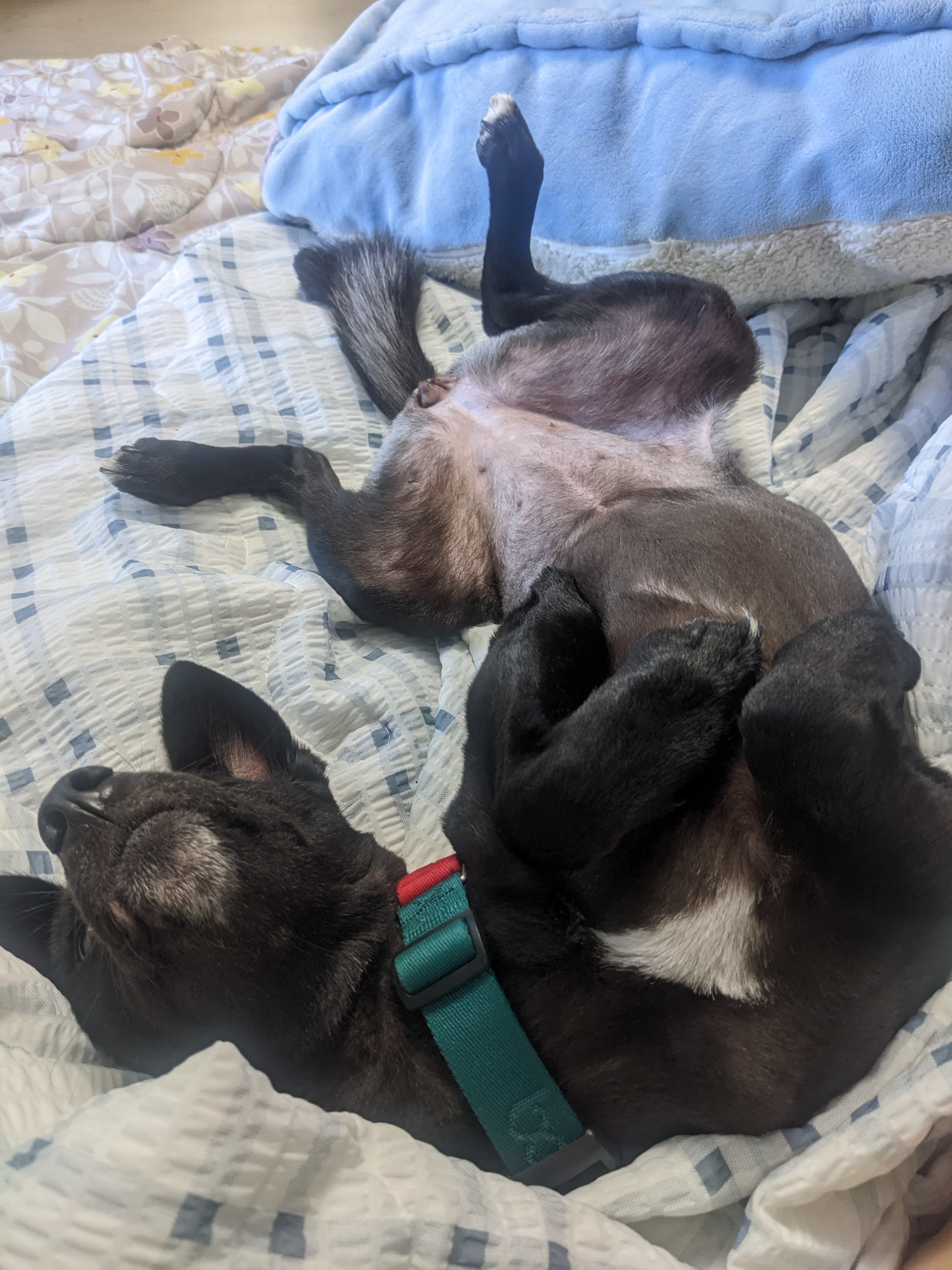 오렌지(트러플) 임보 1개월 후기